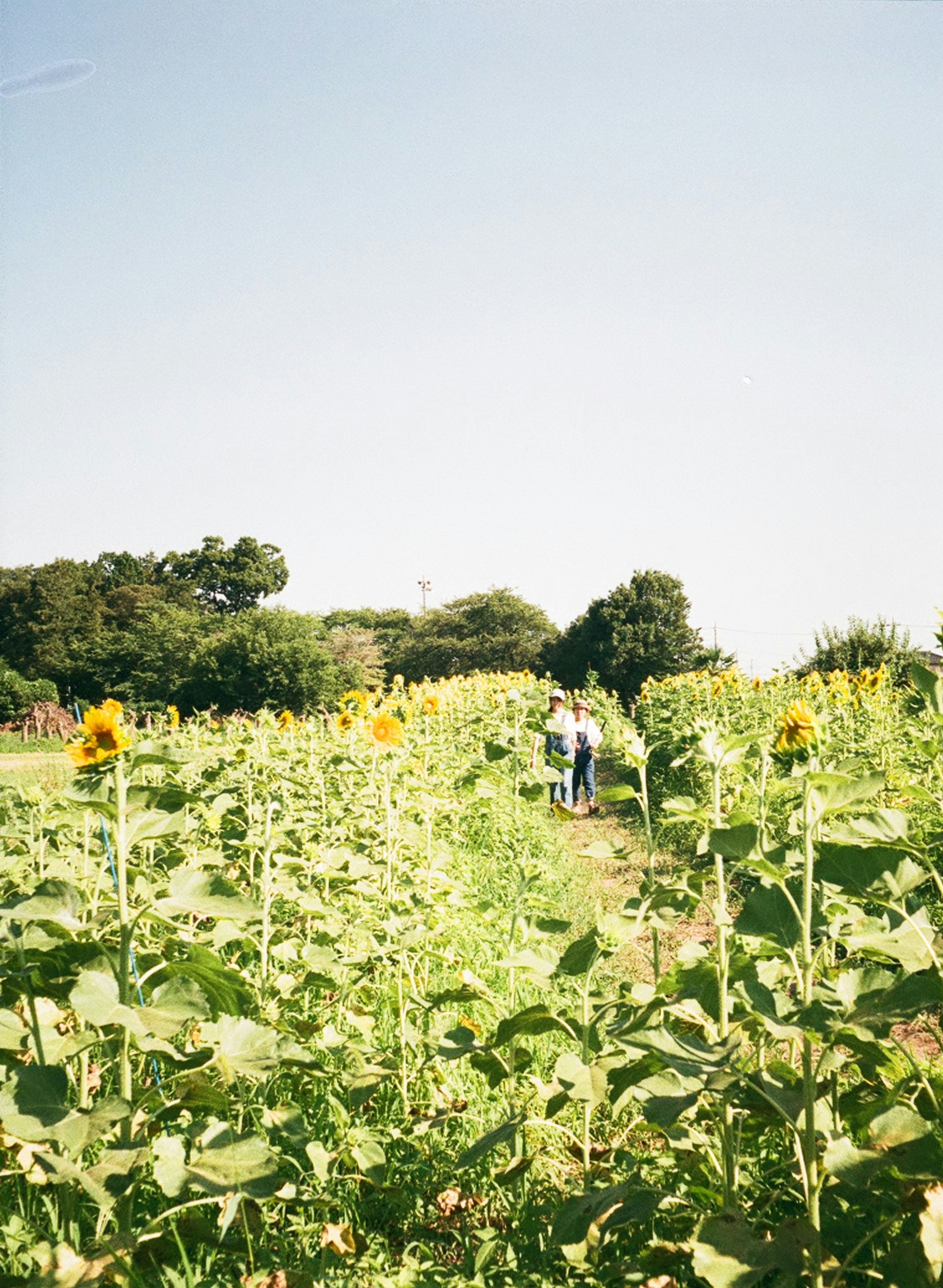 太陽の花が咲く広い畑で人々が作業している風景