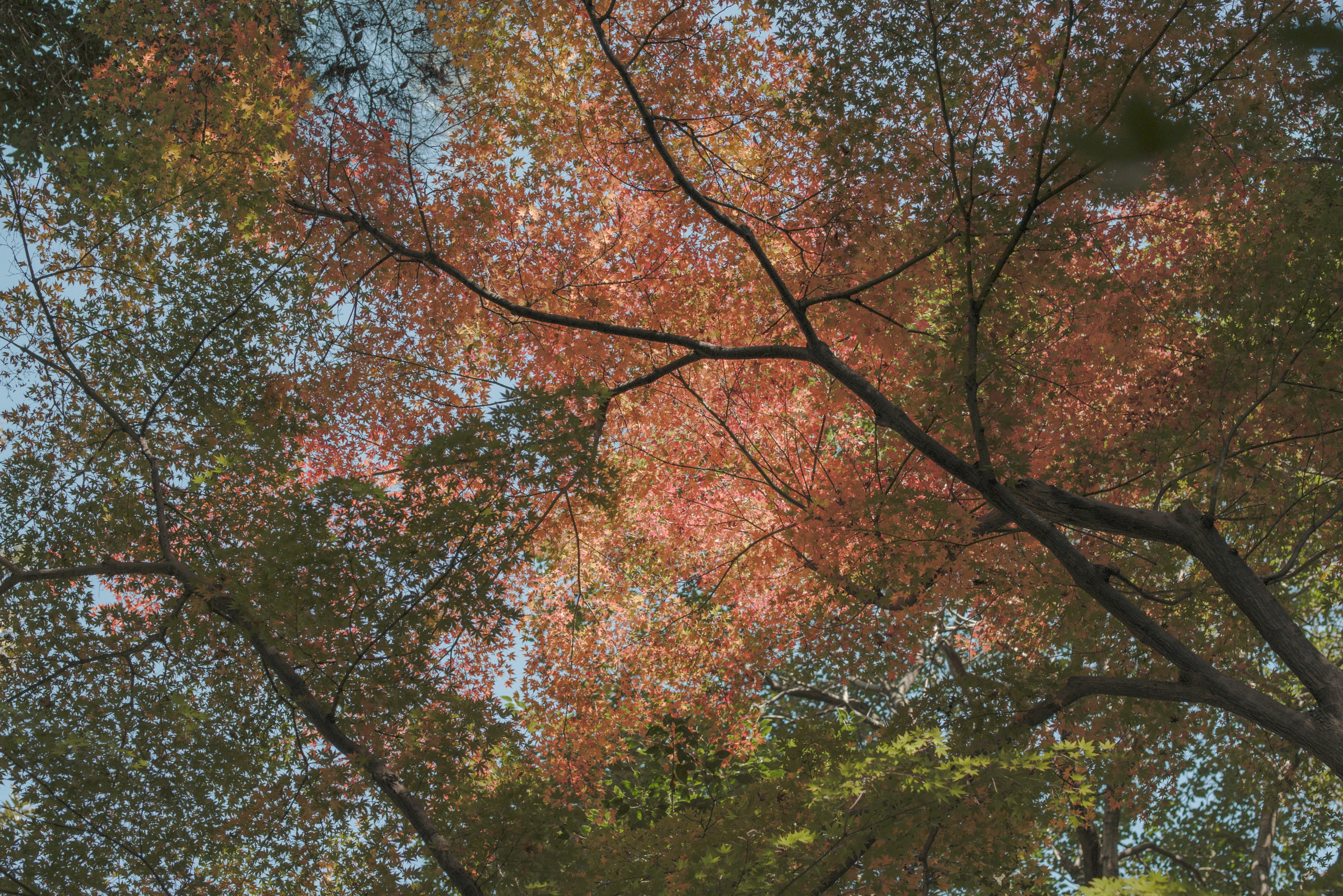 Vista desde abajo de hojas de otoño coloridas contra un cielo azul