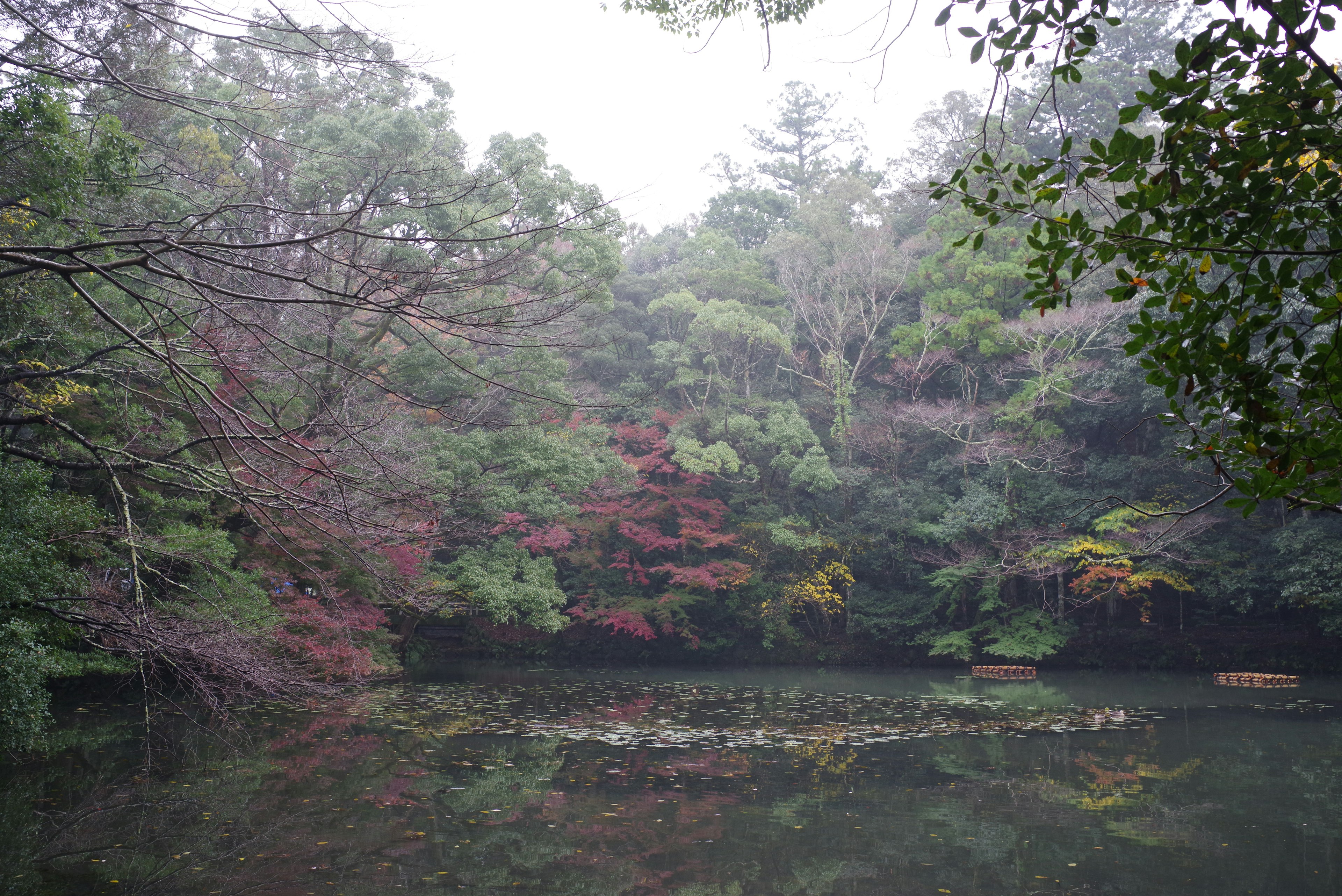 Serene pond surrounded by trees with autumn foliage in fog