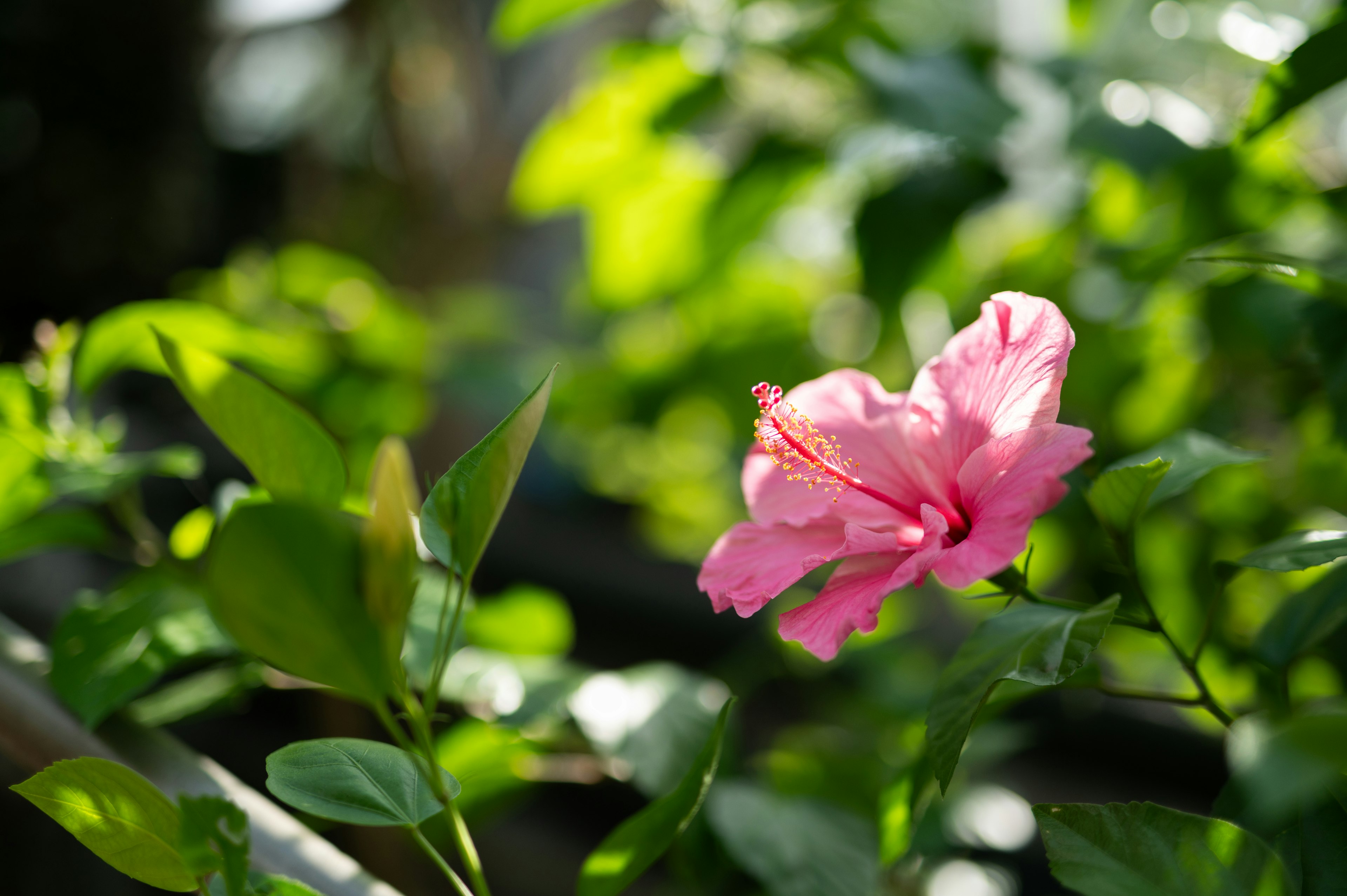 緑の葉の中に咲くピンクのハイビスカスの花