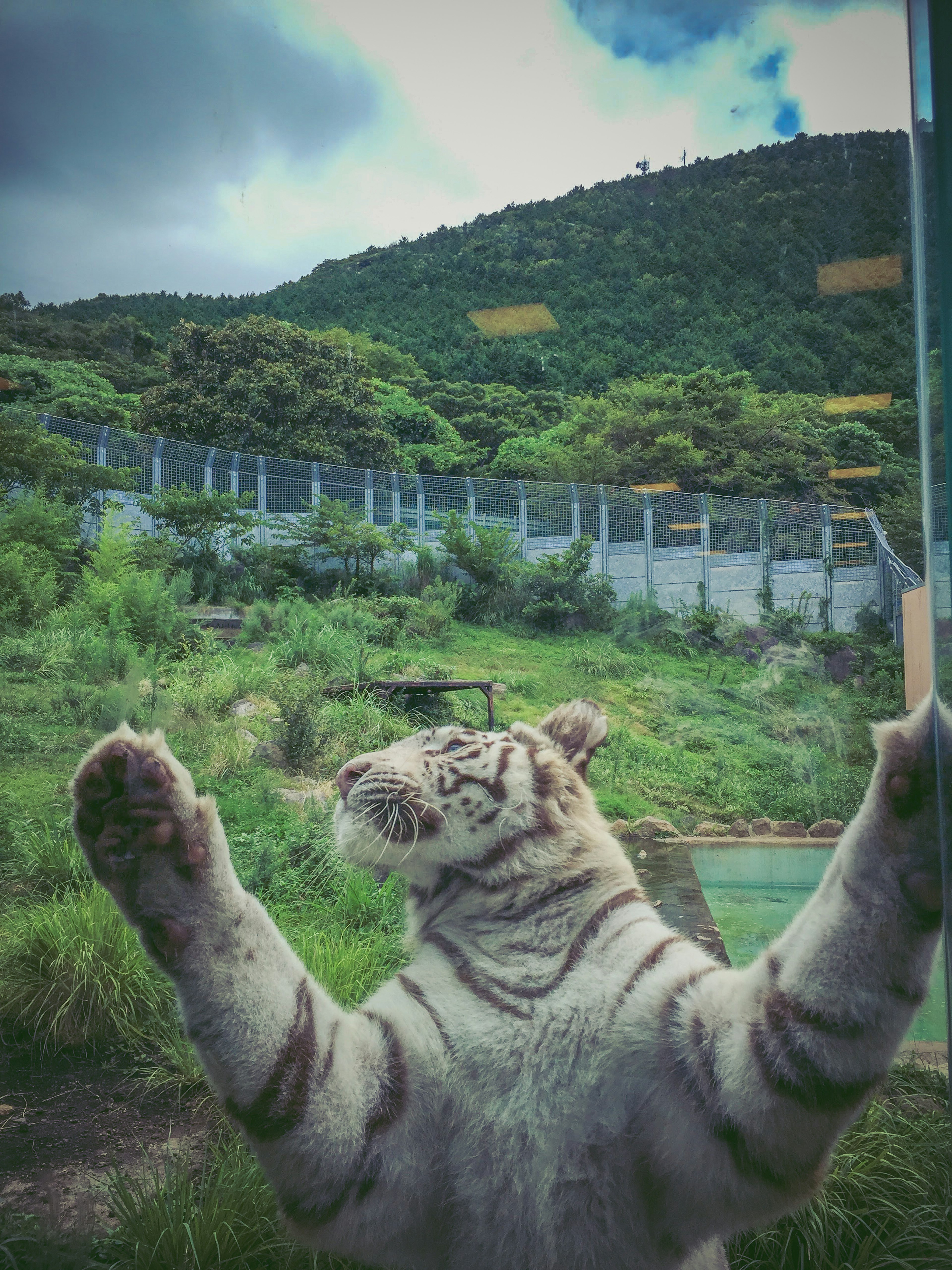 Un tigre blanc étendant ses pattes contre une vitre avec un fond montagneux vert