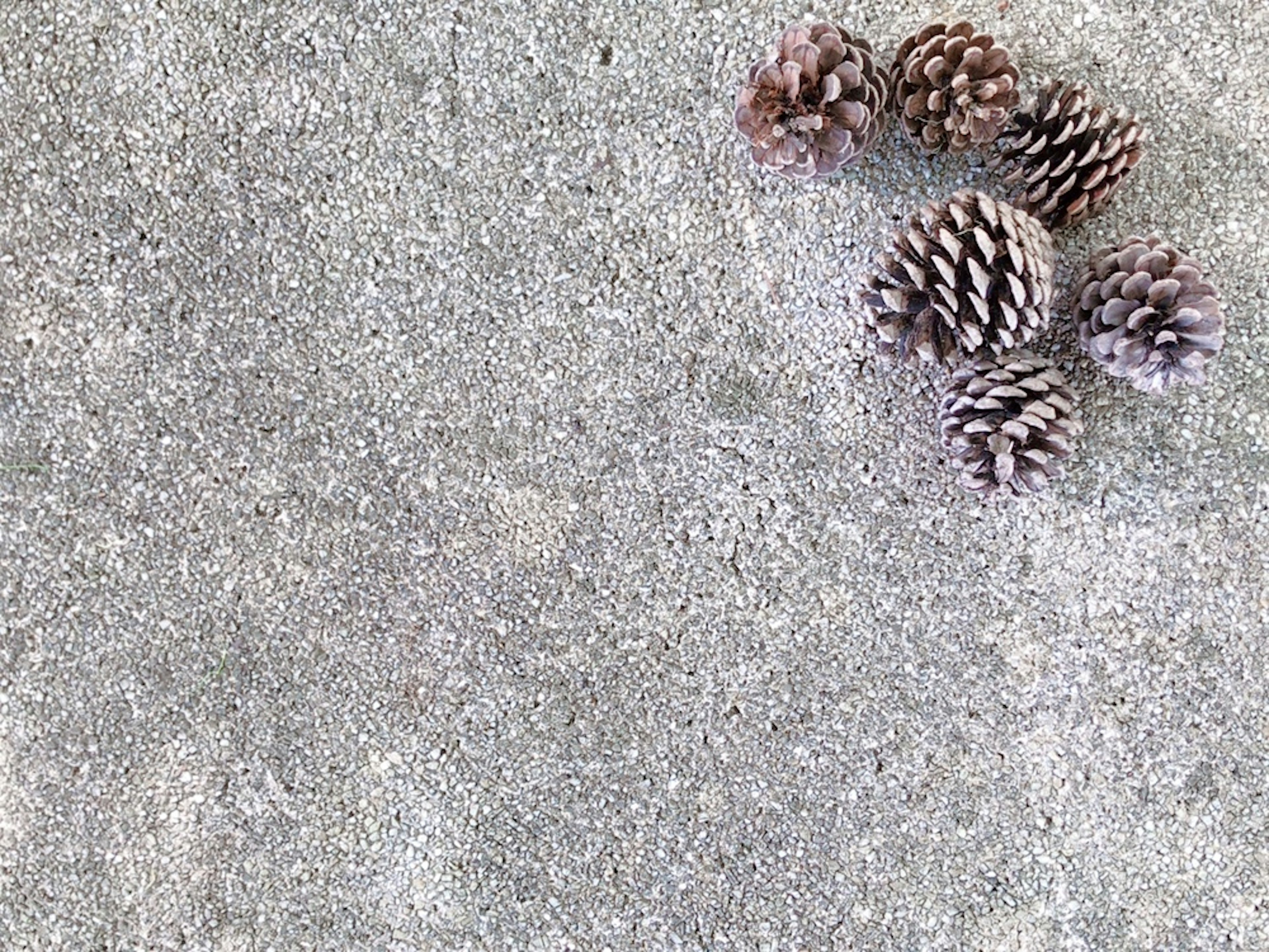 Plusieurs pommes de pin reposant sur une surface en béton