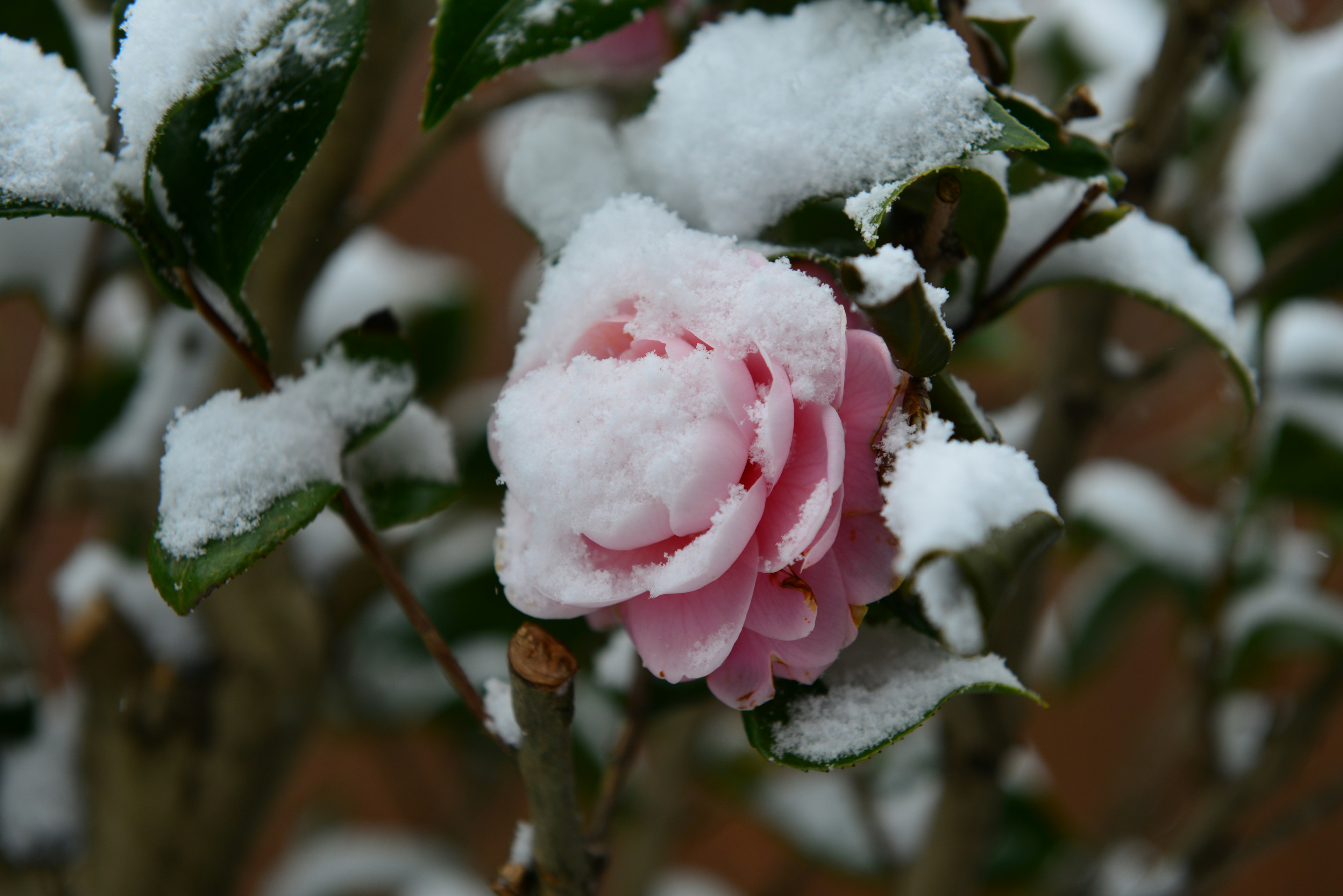 Primo piano di un fiore rosa coperto di neve su una pianta