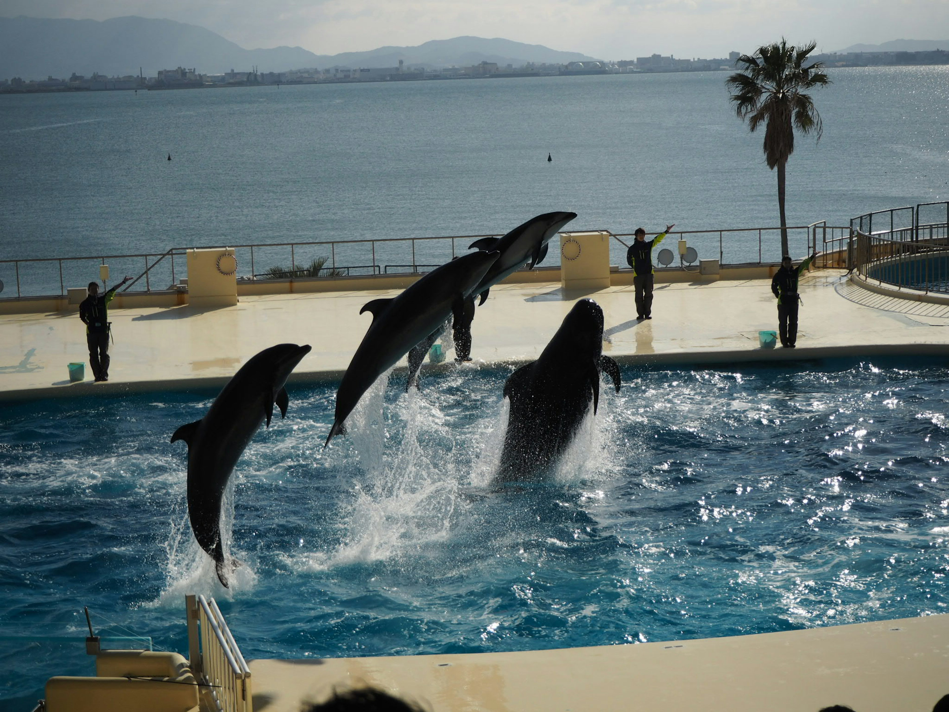 Delfini che saltano in uno spettacolo acquatico