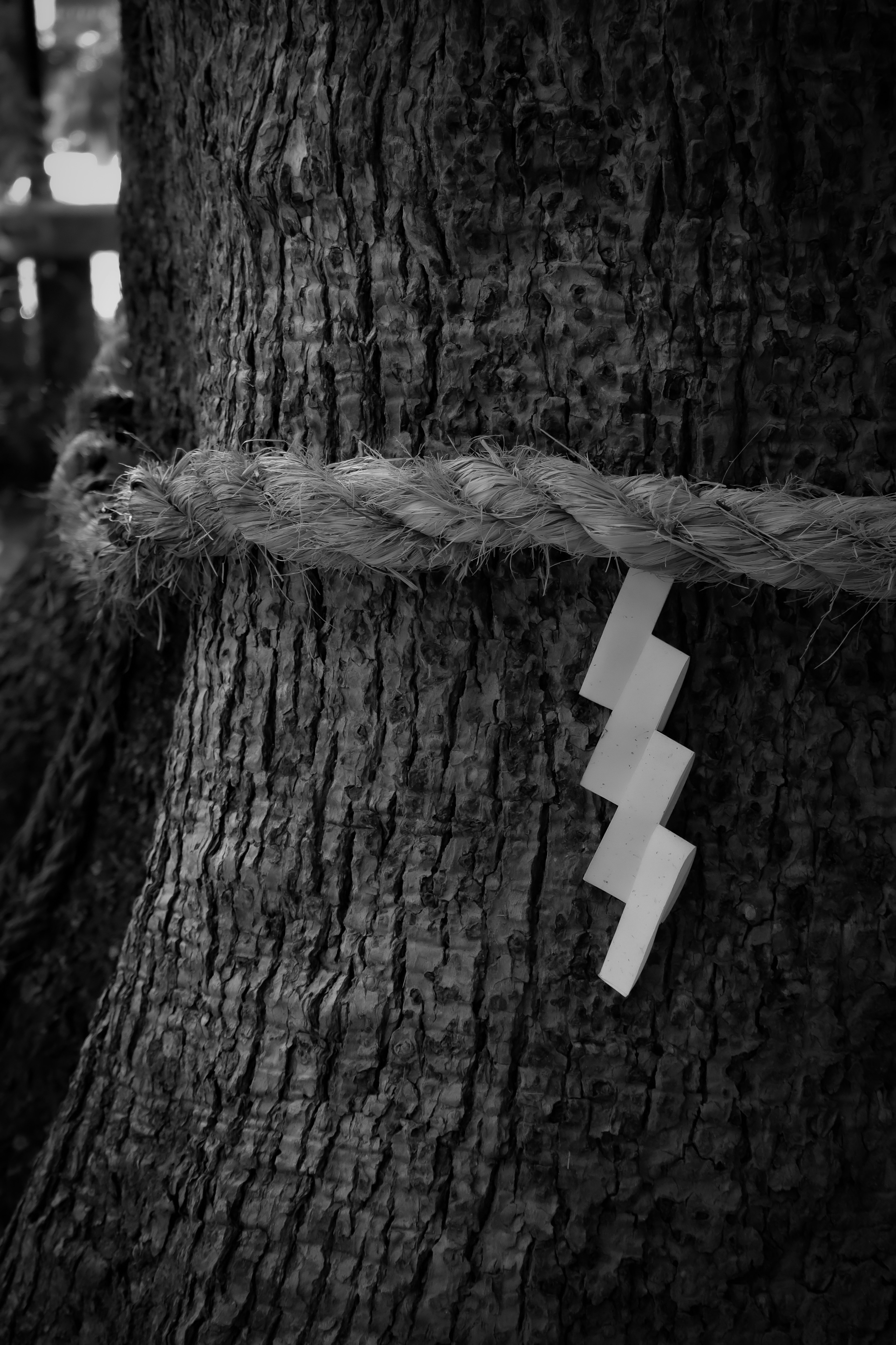 Cuerda enrollada alrededor de un tronco de árbol con un objeto en forma de rayo blanco