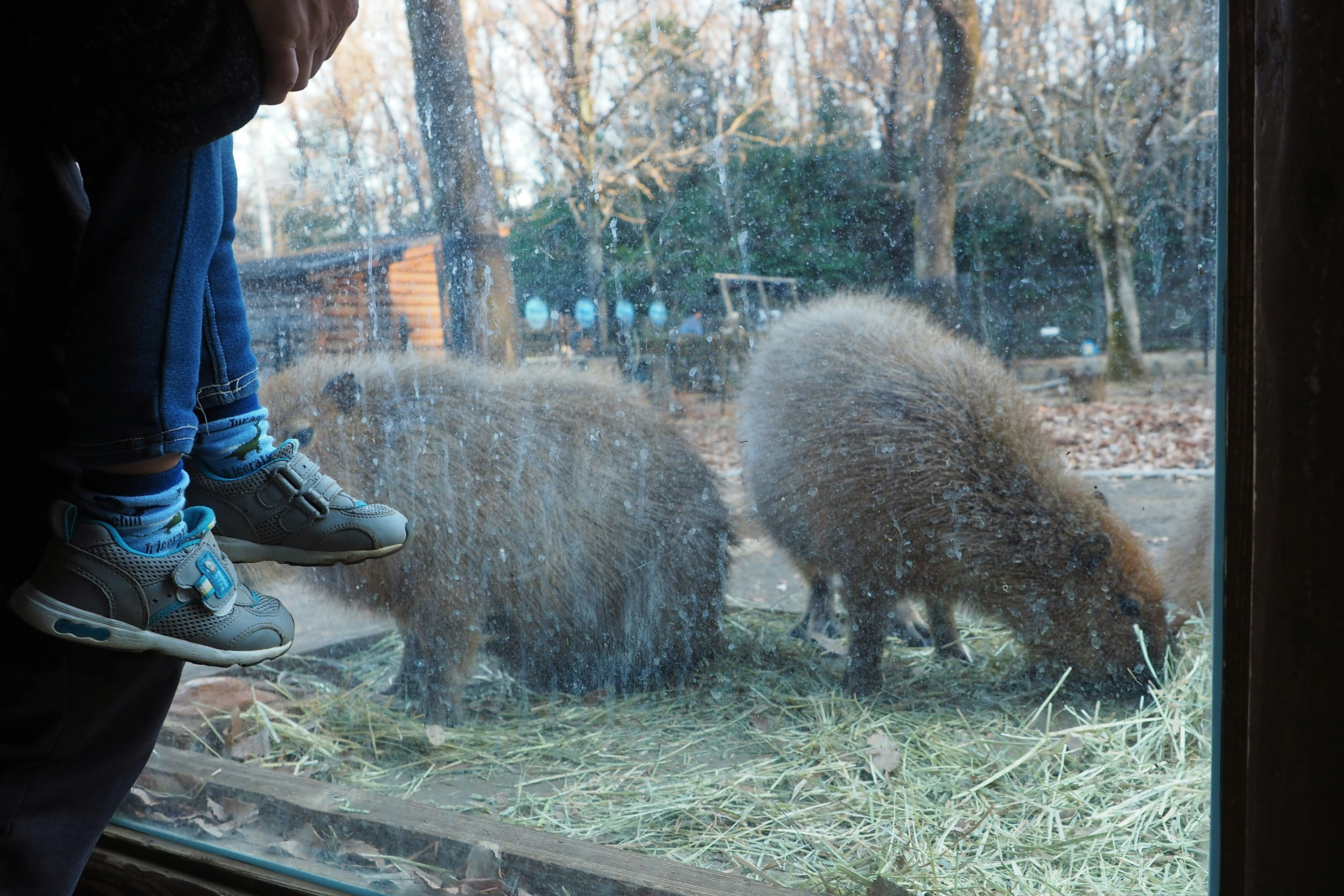 窓越しに草を食べる二匹の動物とその前に座っている人の足