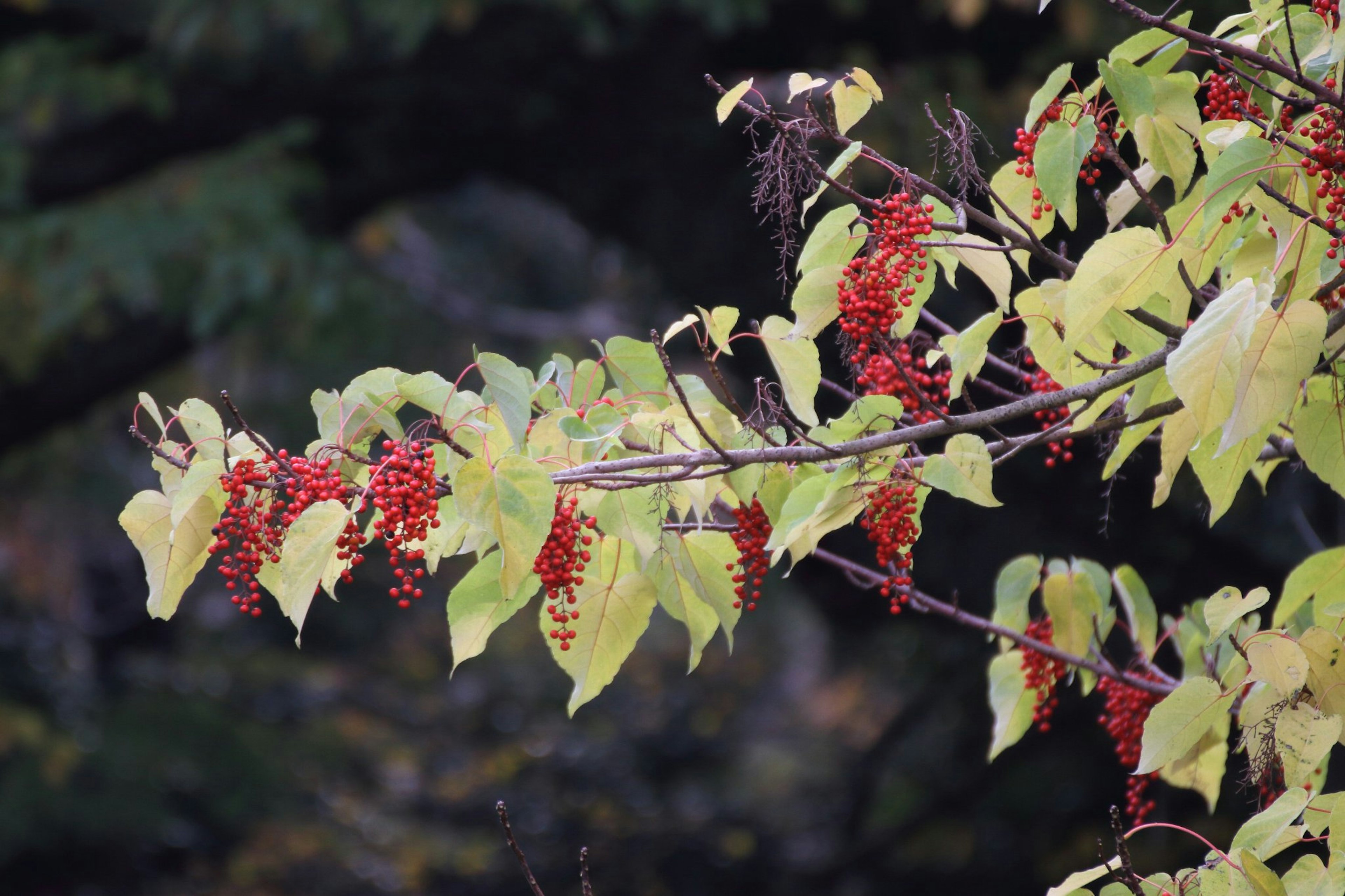 Ramo con bacche rosse e foglie gialle