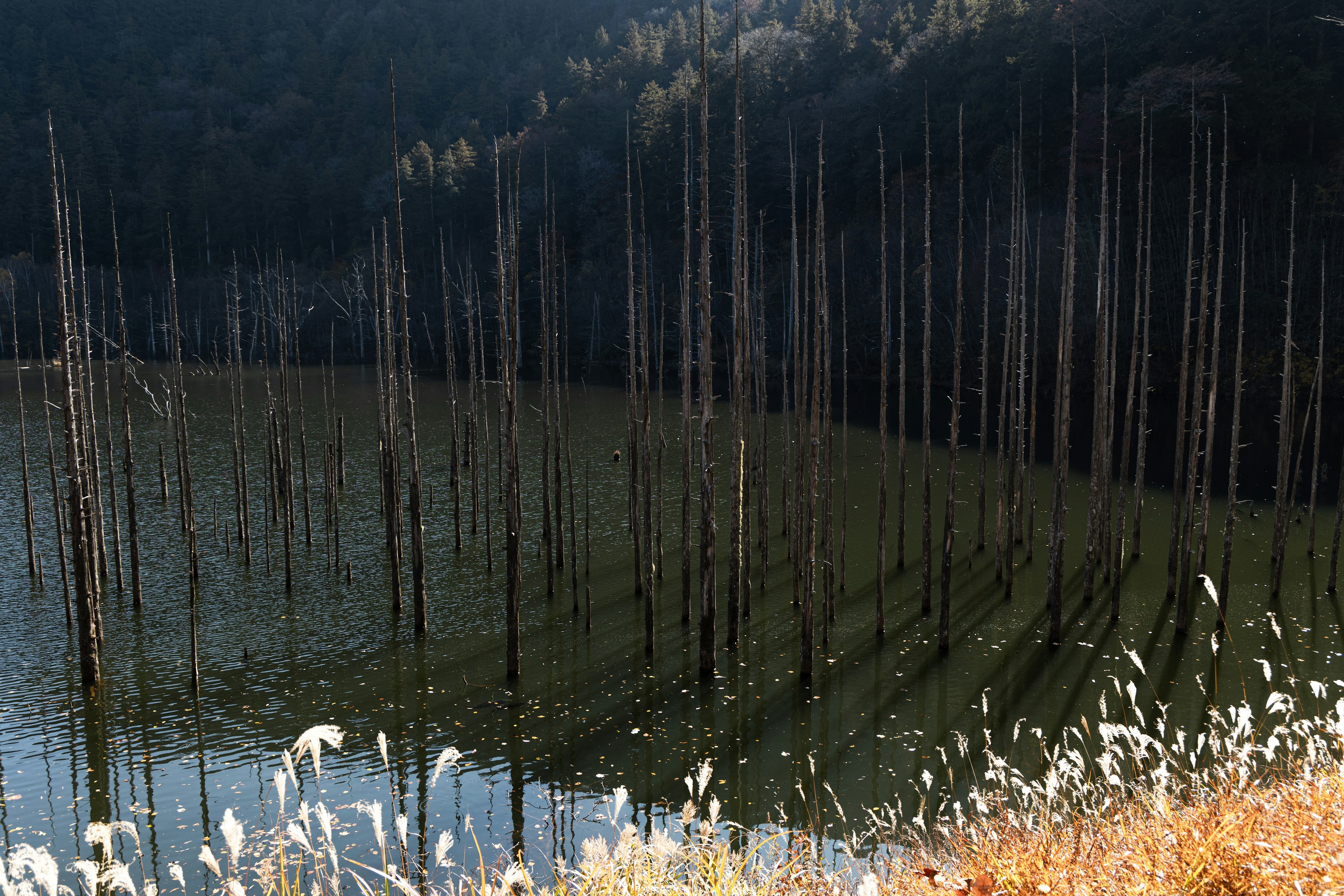 Barren trees rising from a lake with distant mountains in the background