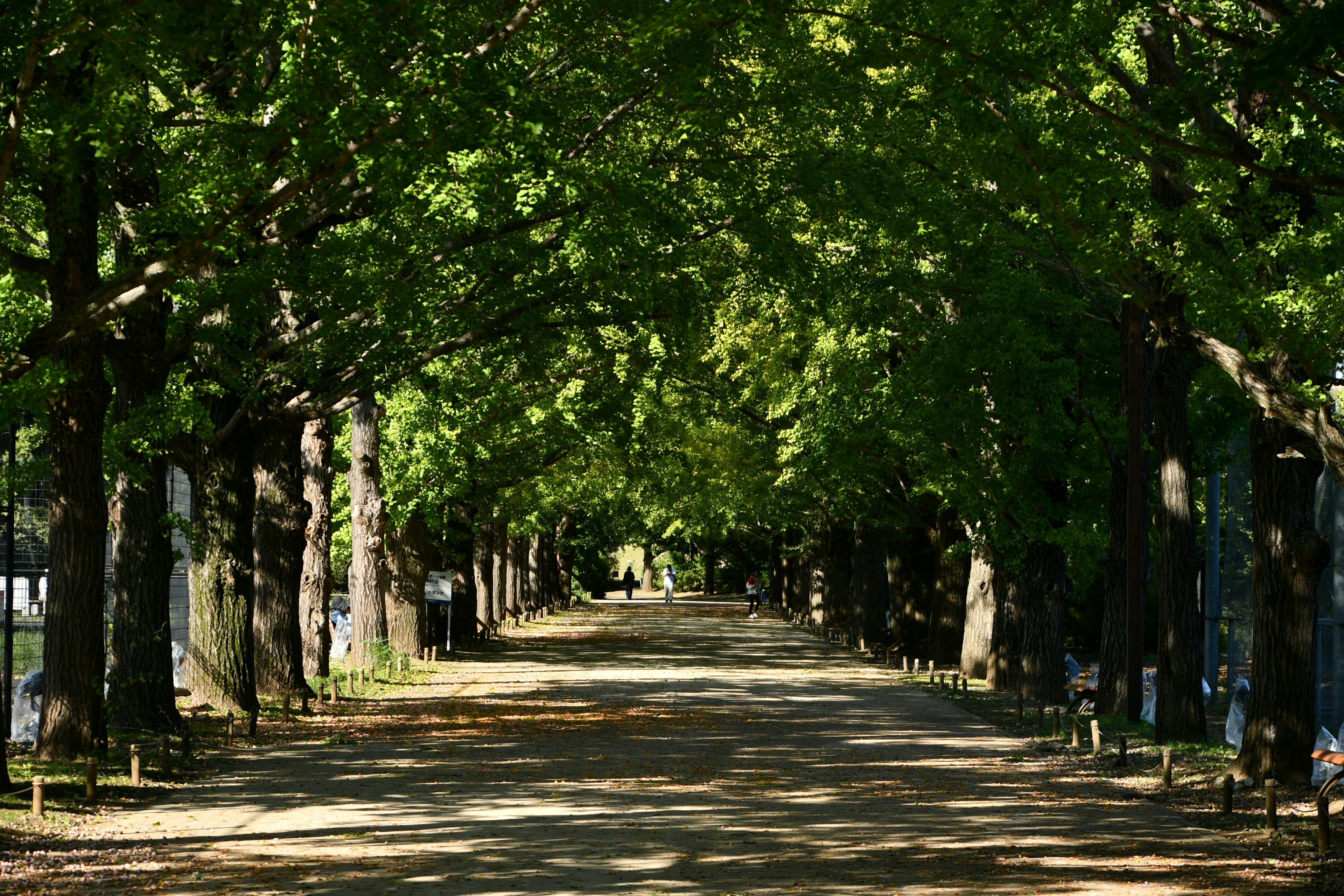 Sendero pintoresco bordeado de árboles verdes exuberantes