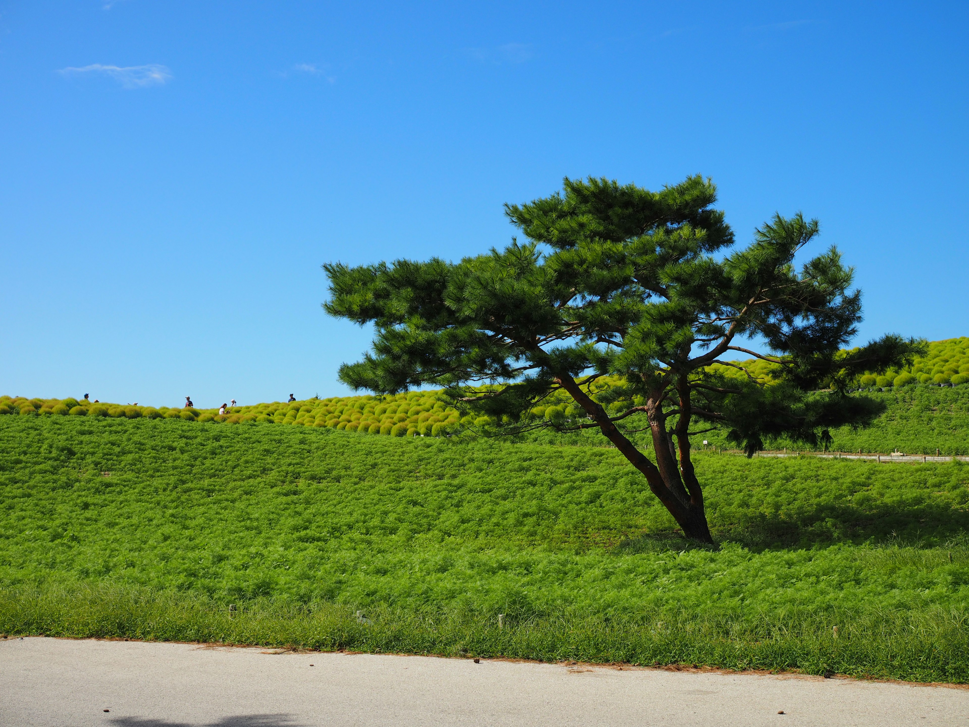 Ein einzelner Kieferbaum auf einem grünen Hügel unter einem blauen Himmel