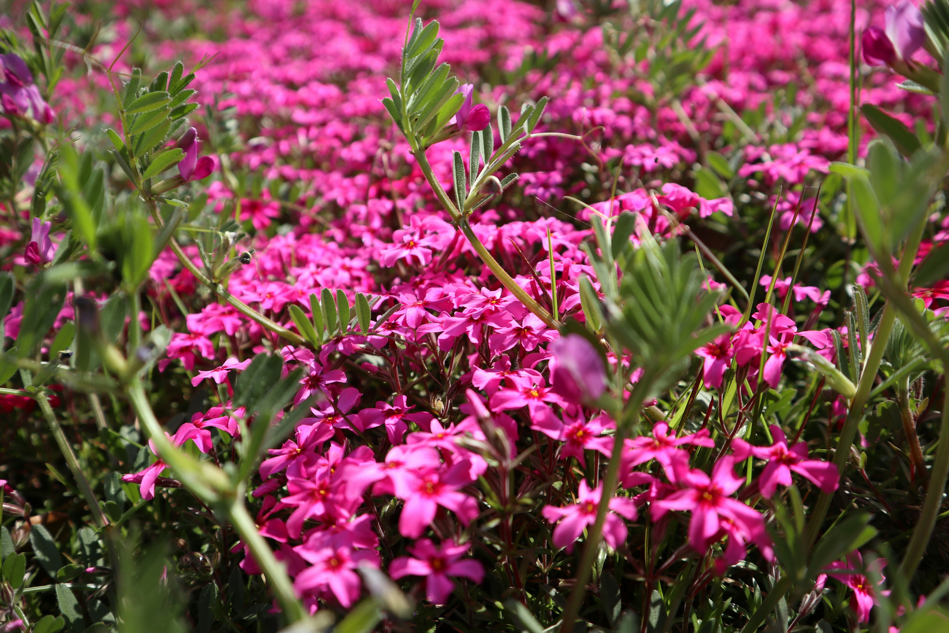 Acercamiento a un campo vibrante de flores rosas