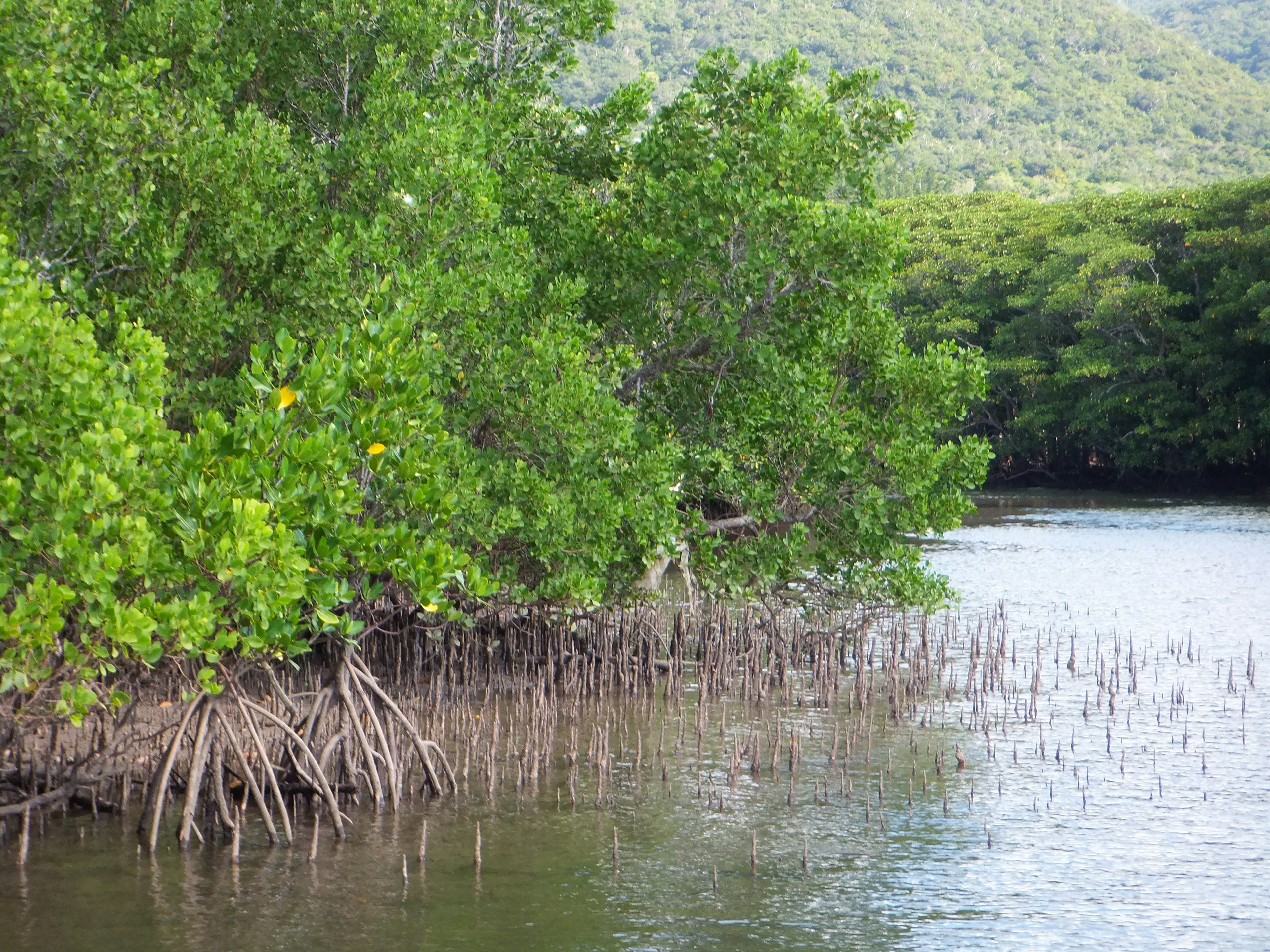 Des arbres de mangrove luxuriants bordant le rivage