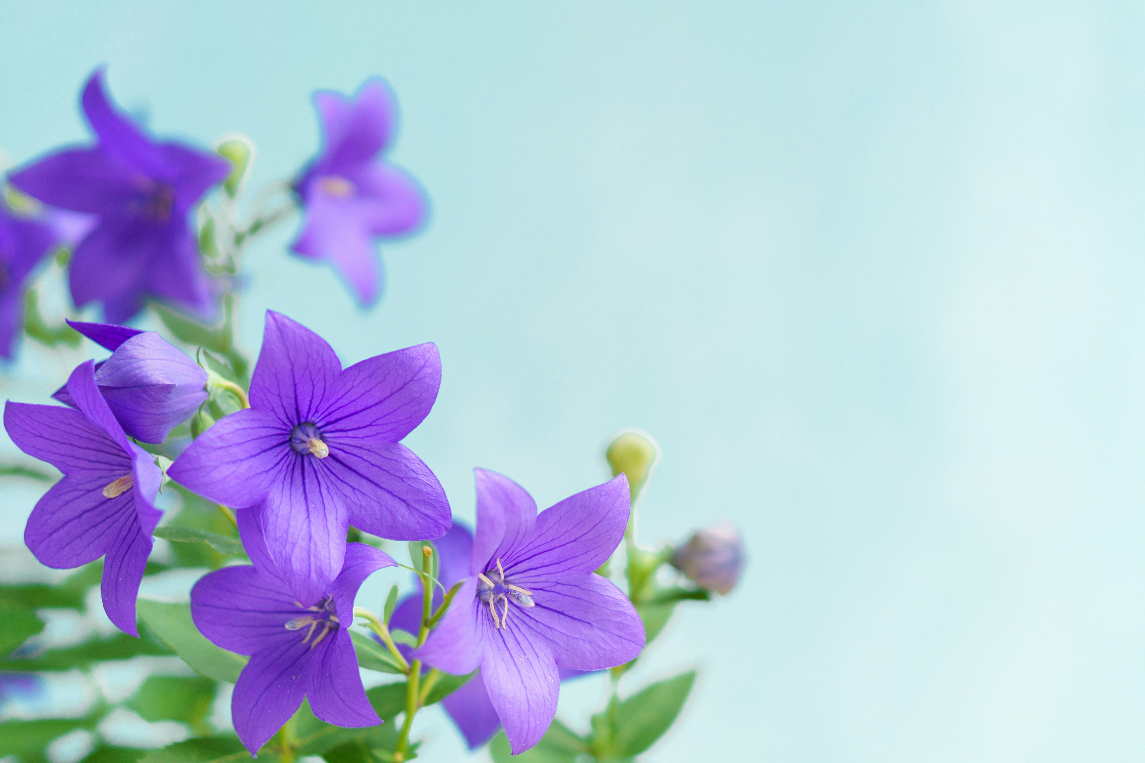 Fleurs violettes s'épanouissant sur un fond bleu doux