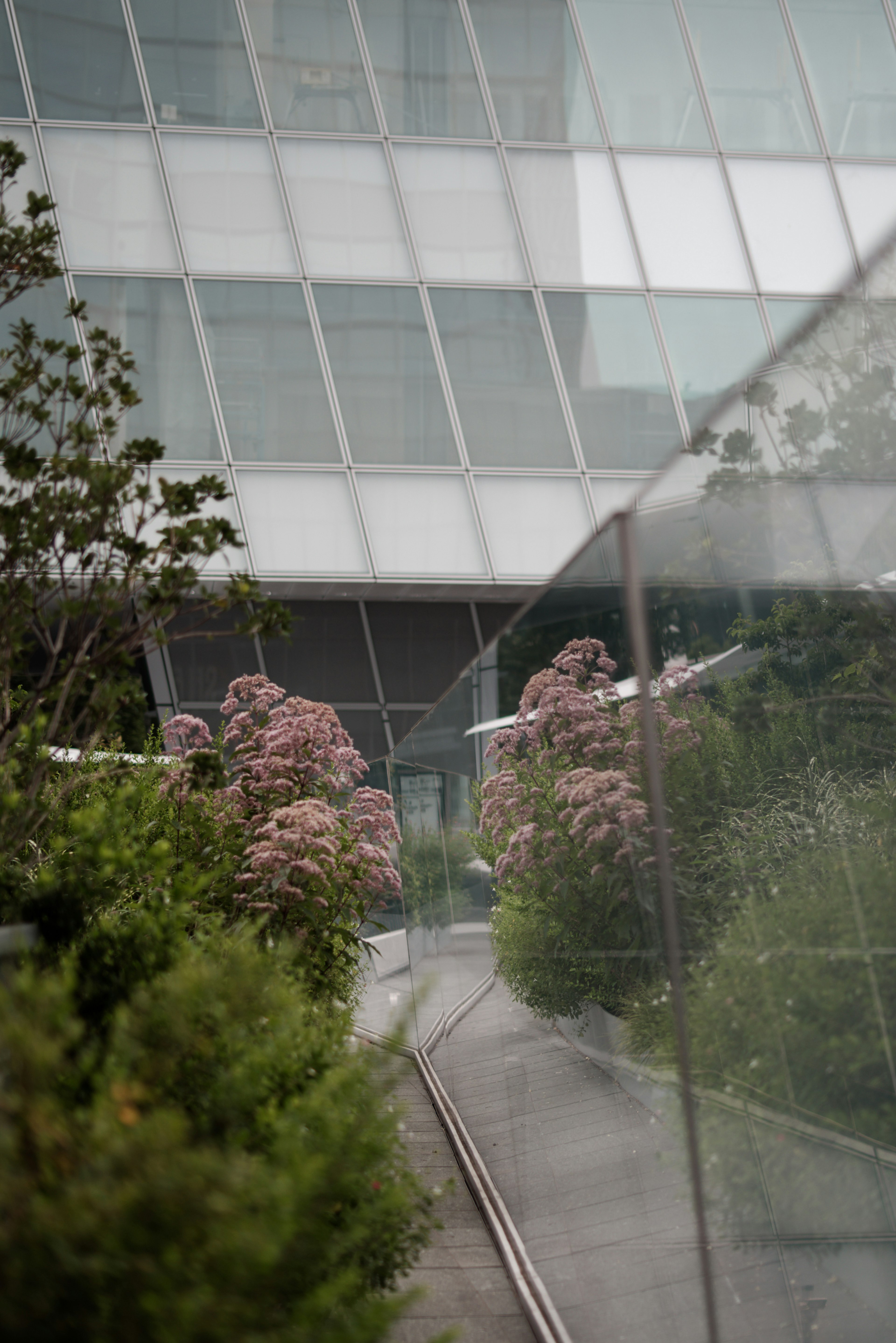 A modern building with a green pathway and pink flowering shrubs