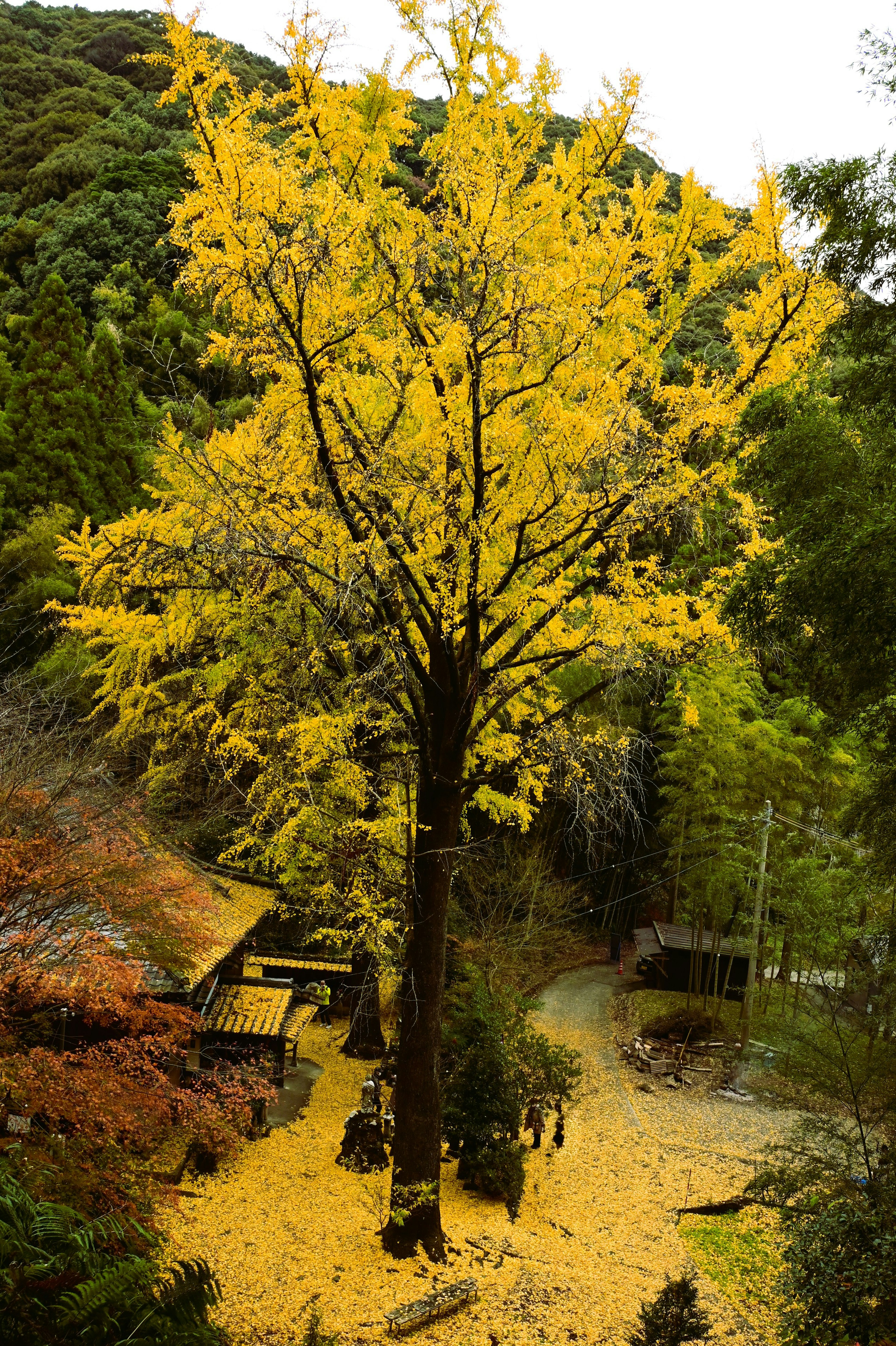 A tall tree with vibrant yellow leaves surrounded by a serene landscape