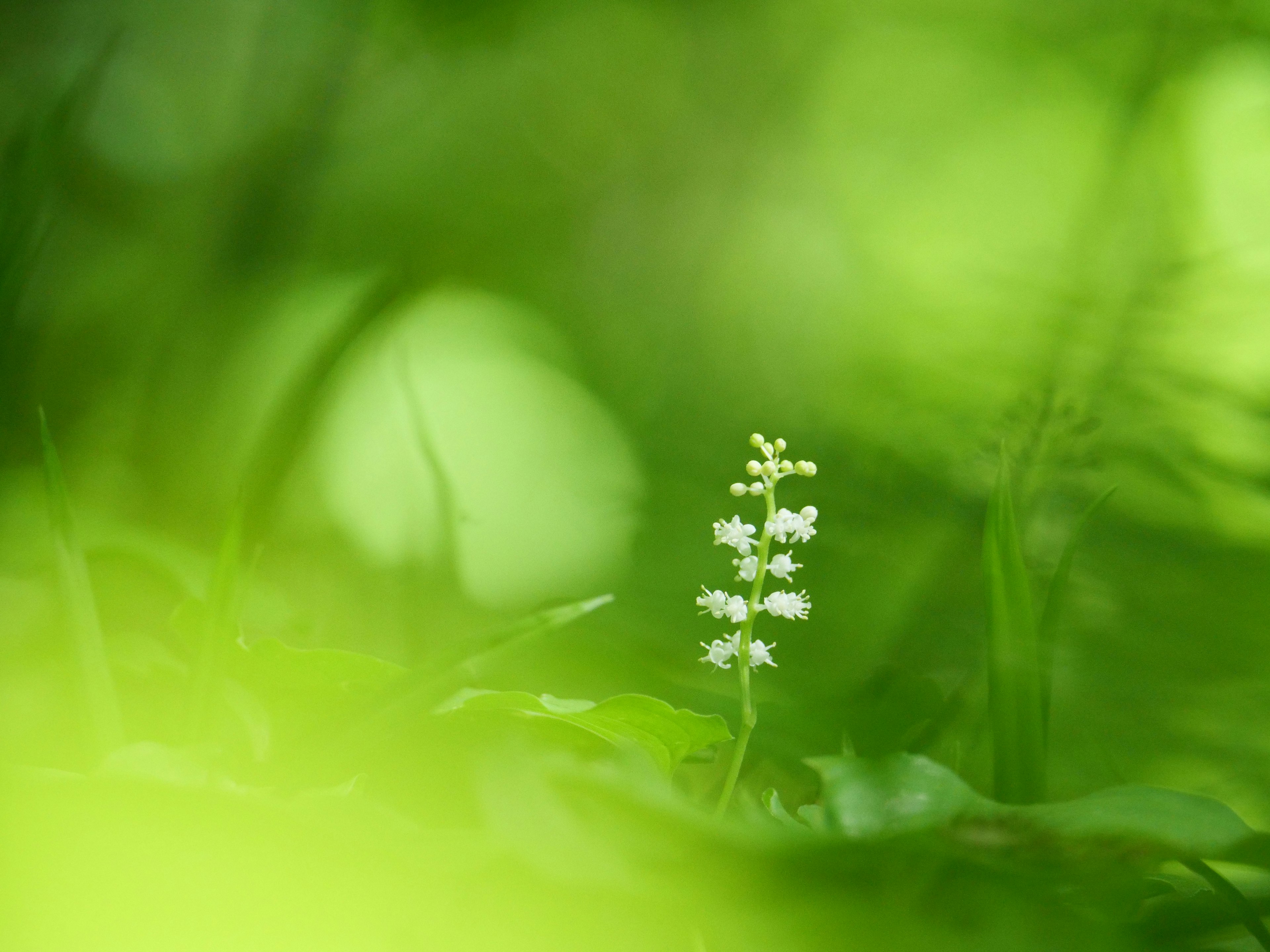 Primo piano di un piccolo fiore bianco circondato da fogliame verde