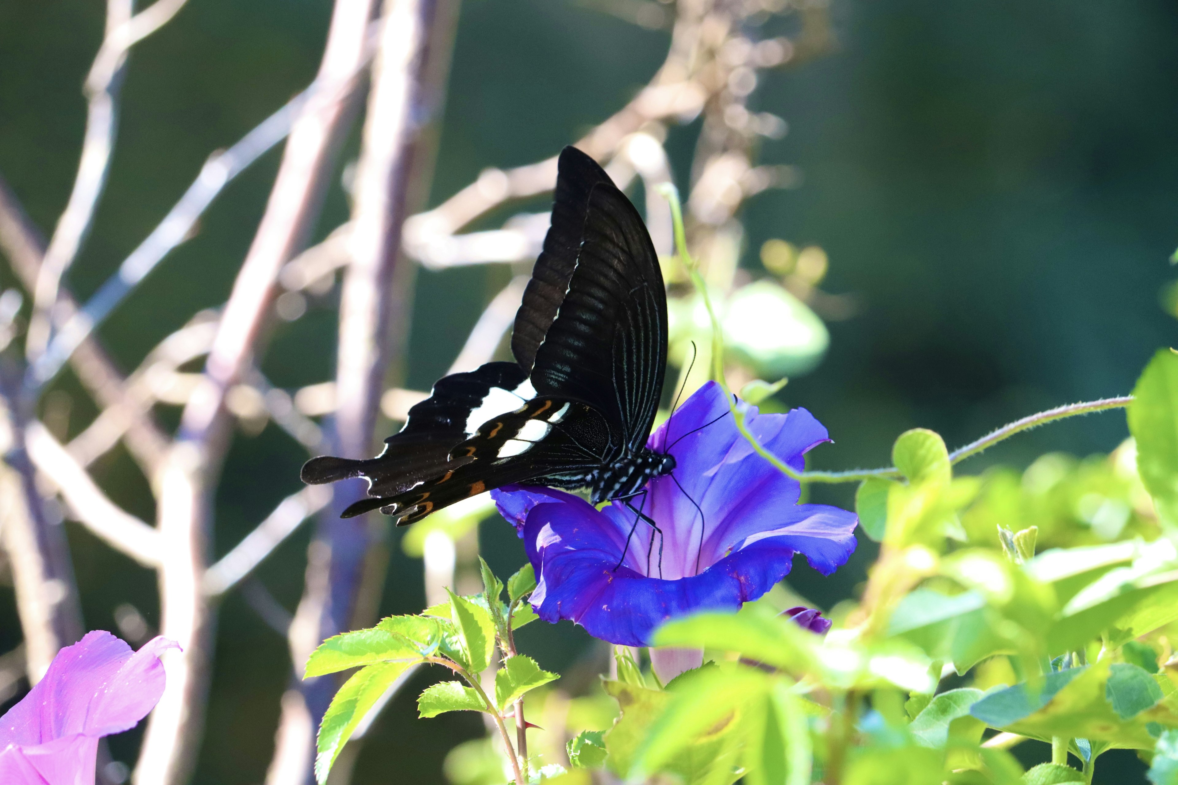 A black butterfly perched on a purple flower in a vibrant garden