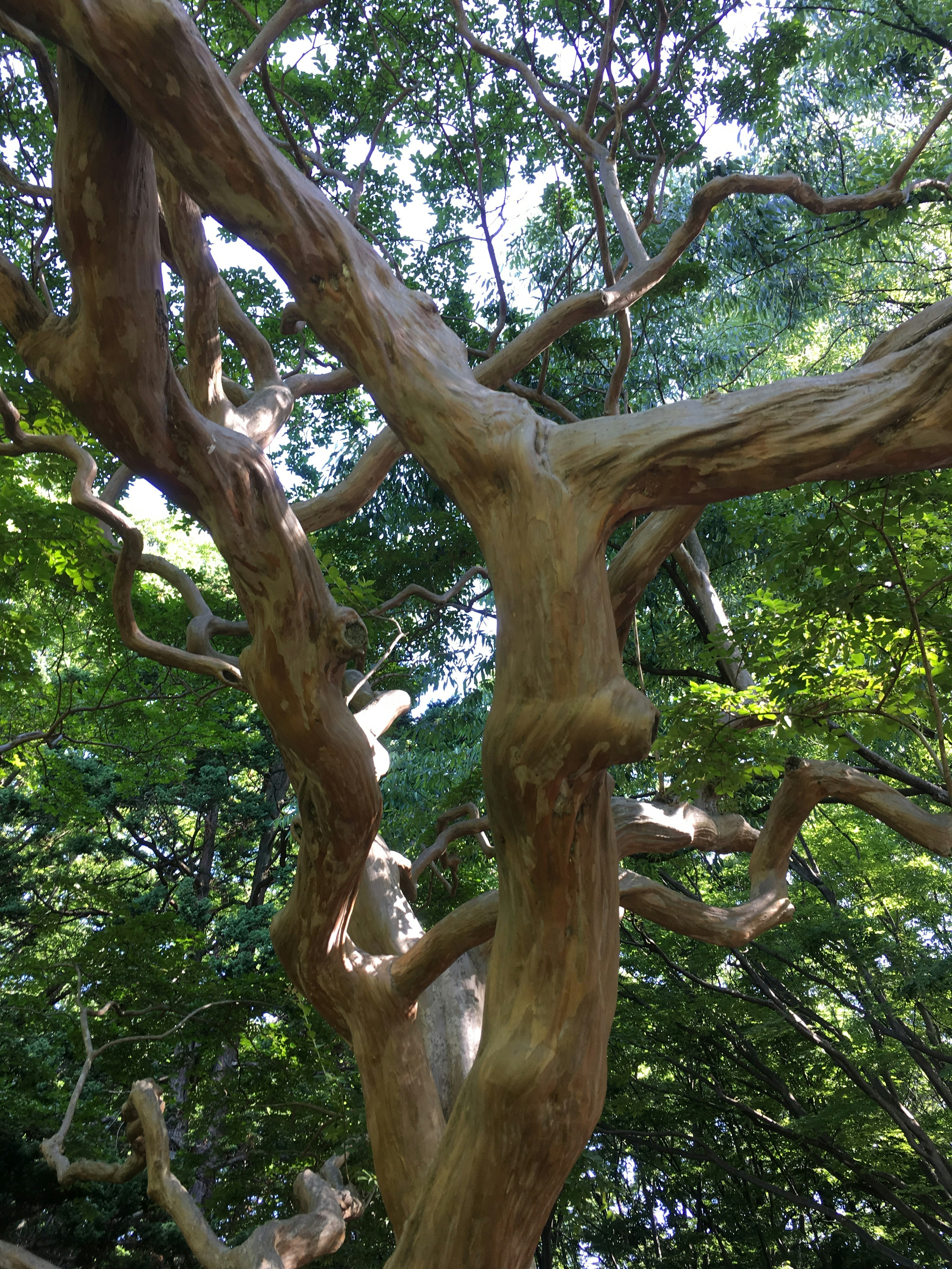 Un beau tronc d'arbre visible dans un environnement verdoyant