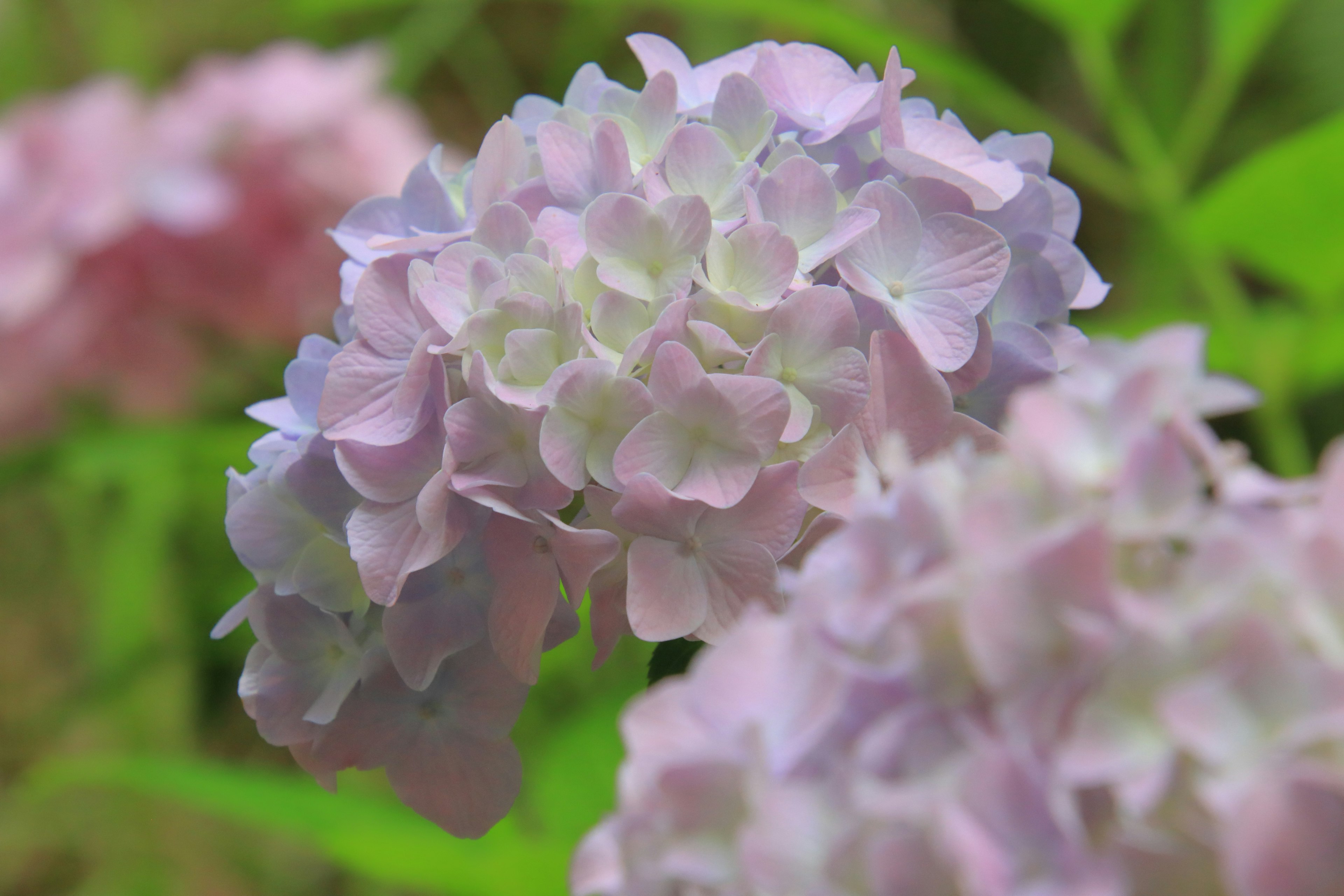 Nahaufnahme von blassen rosa und lavendel Hortensienblüten