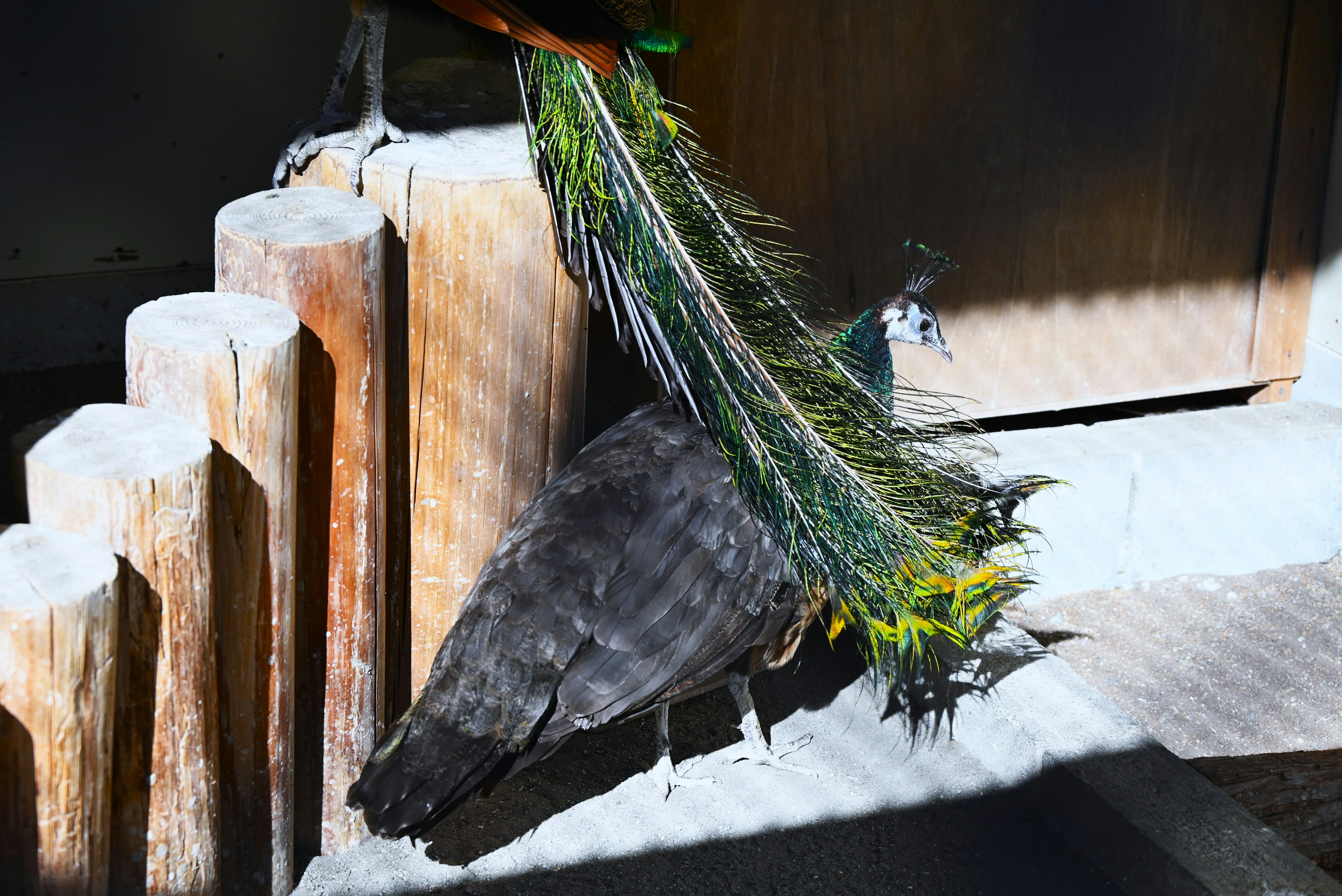 Vogel hält einen Zweig mit buntem Laub in der Nähe von Holzstrukturen