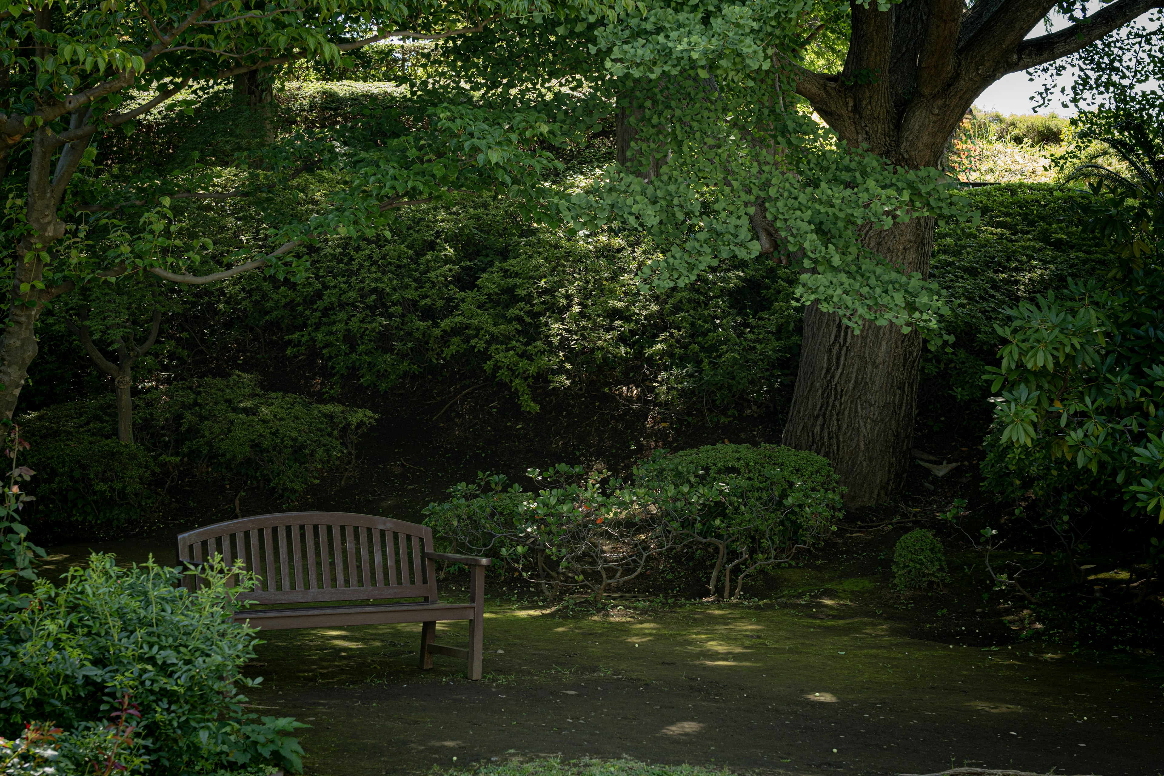 Una panchina serena in giardino circondata da alberi verdi lussureggianti