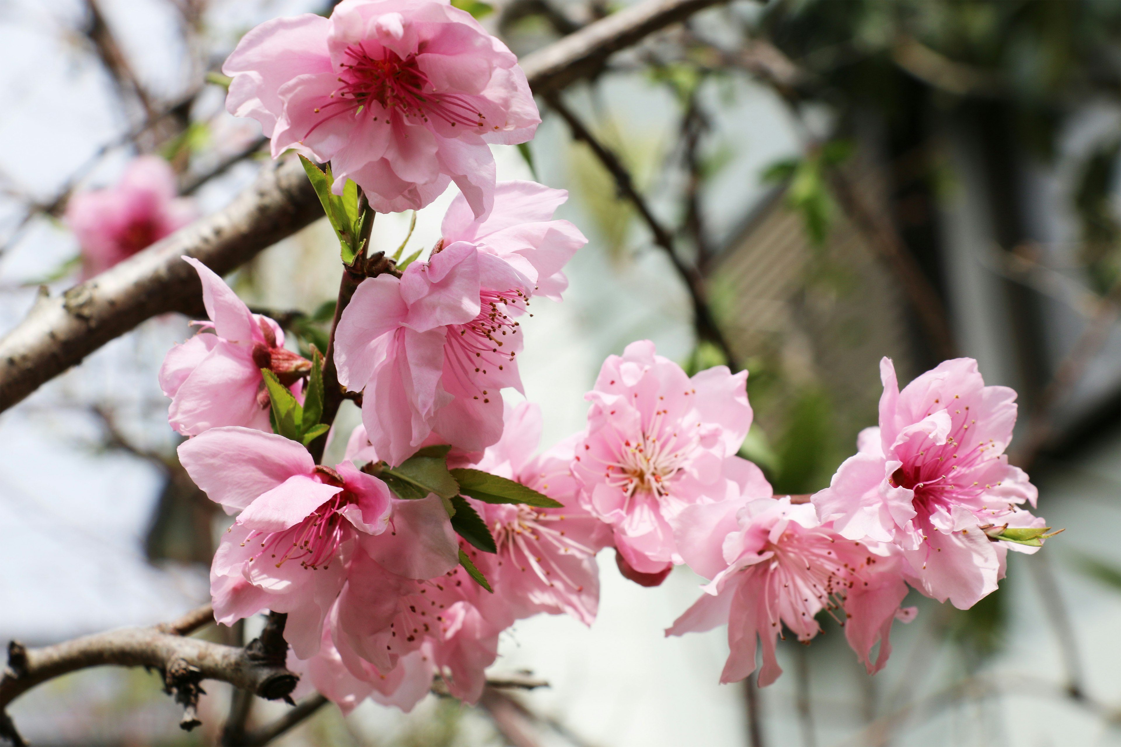 Gros plan sur des fleurs de cerisier sur une branche