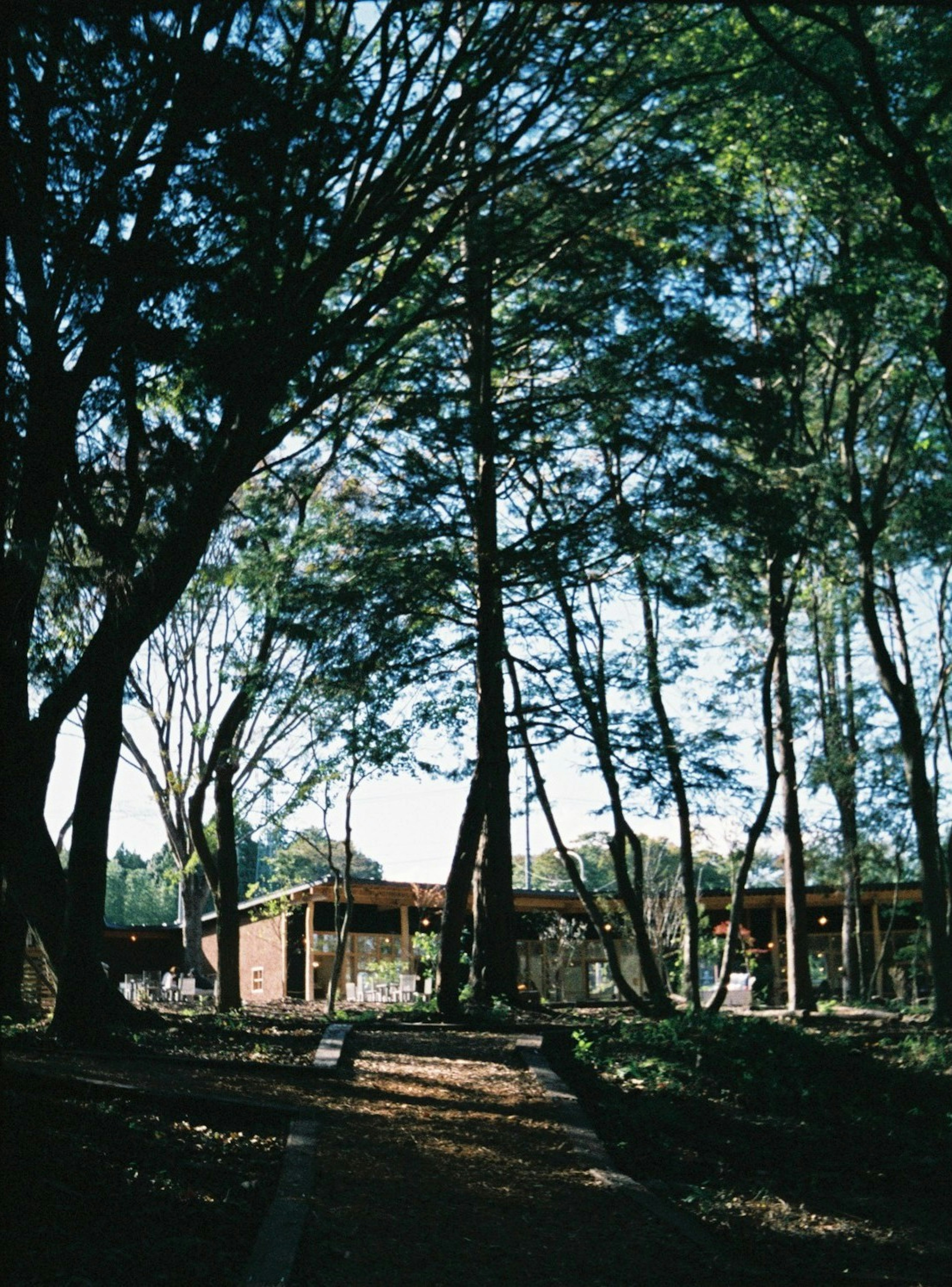 森の中にある建物の風景 木々に囲まれた静かな環境