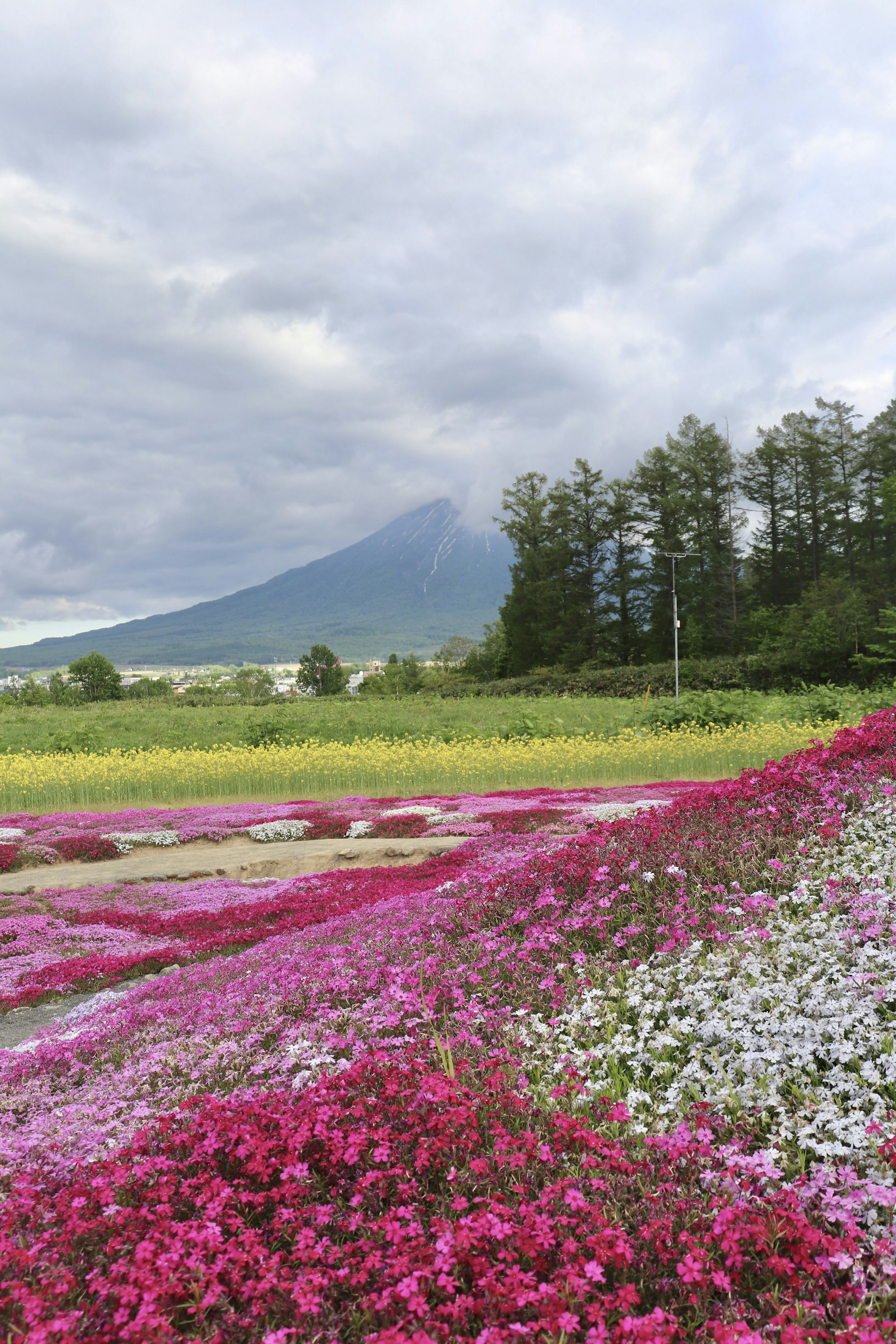 Colorful flower fields with a mountain backdrop