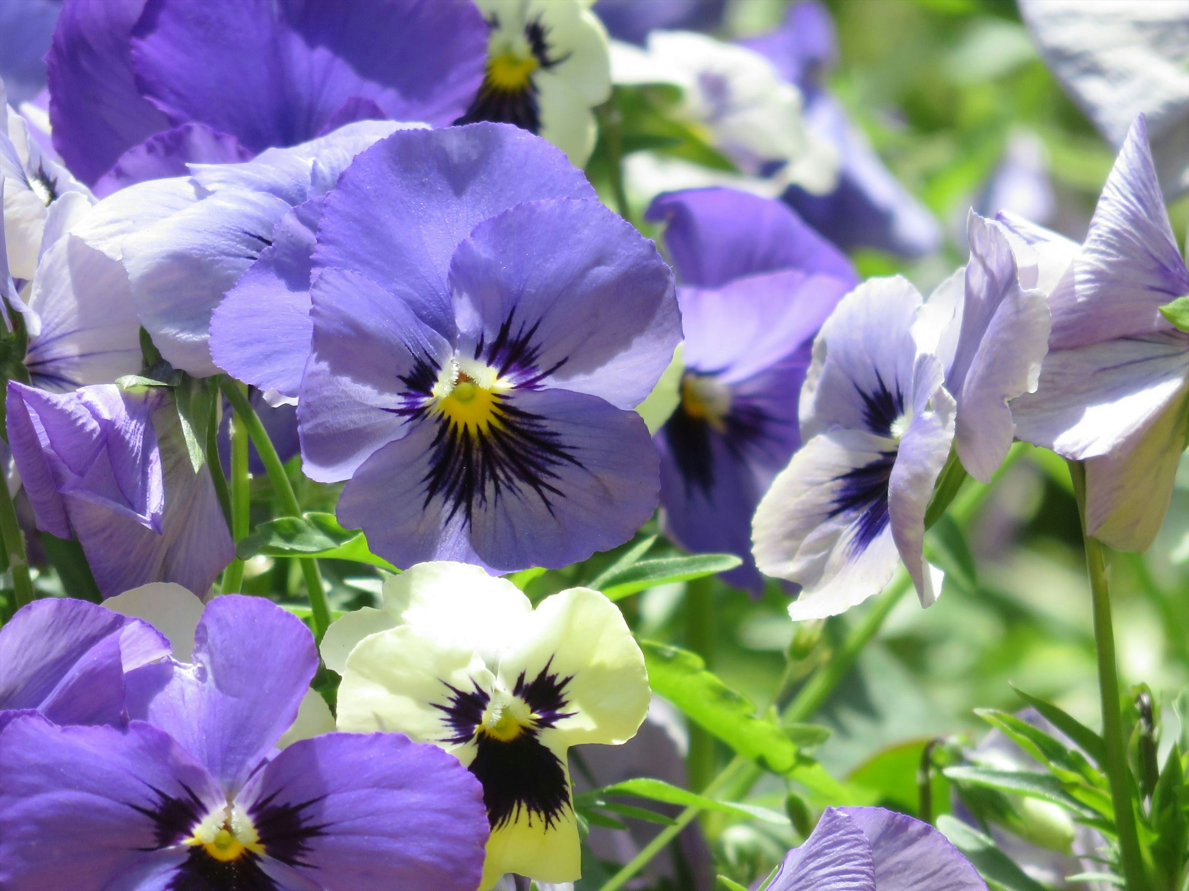 Close-up of colorful pansies blooming in a garden