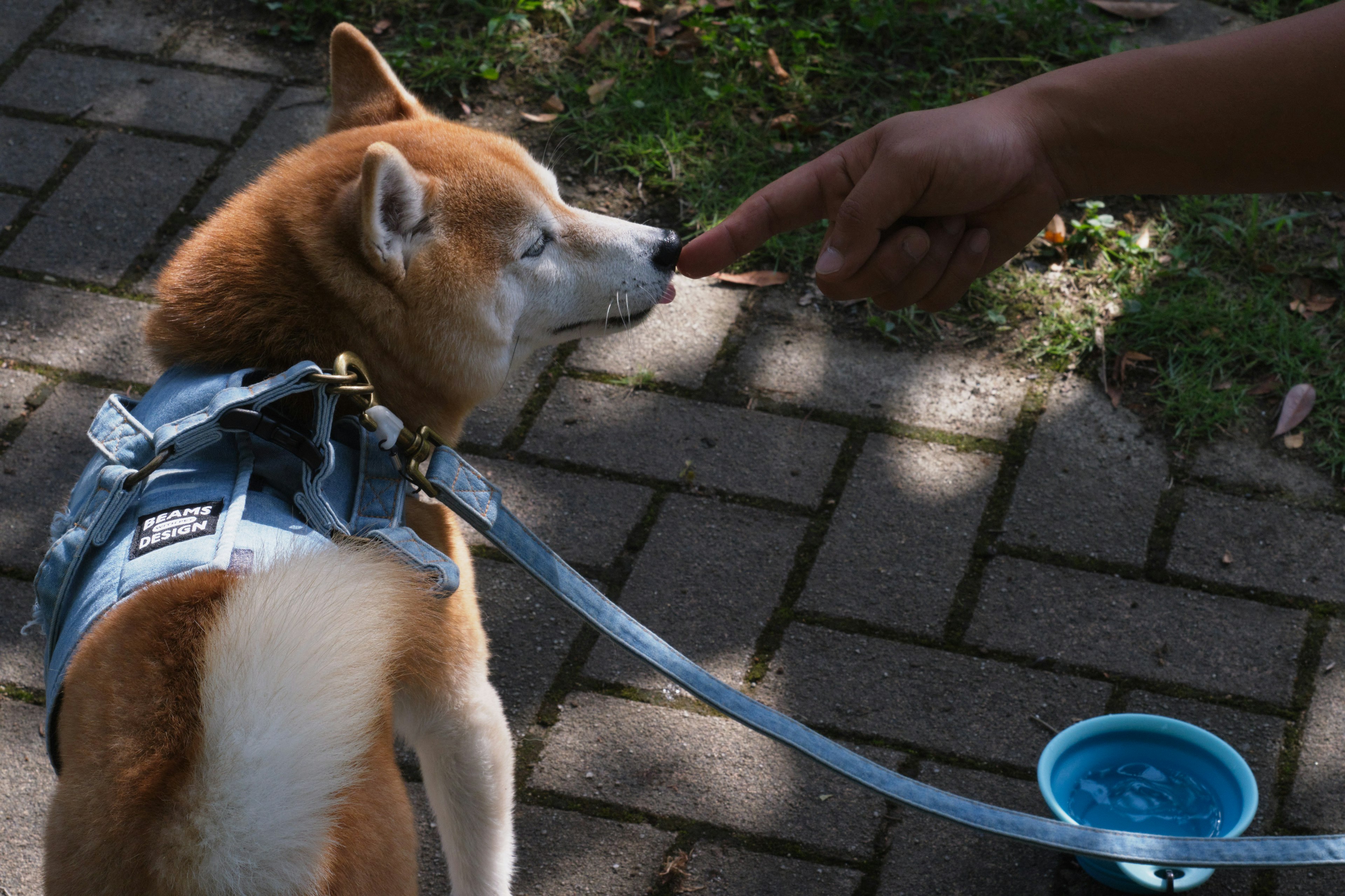 Shiba Inu recibiendo un premio mientras pasea