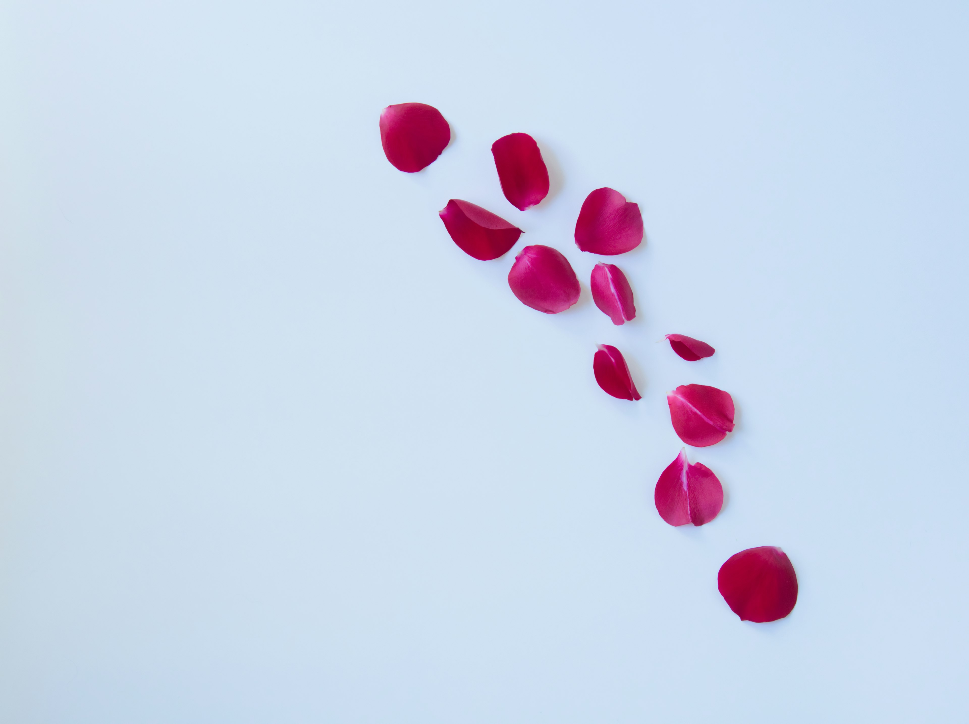 Pétales de rose rouges éparpillés sur un fond blanc