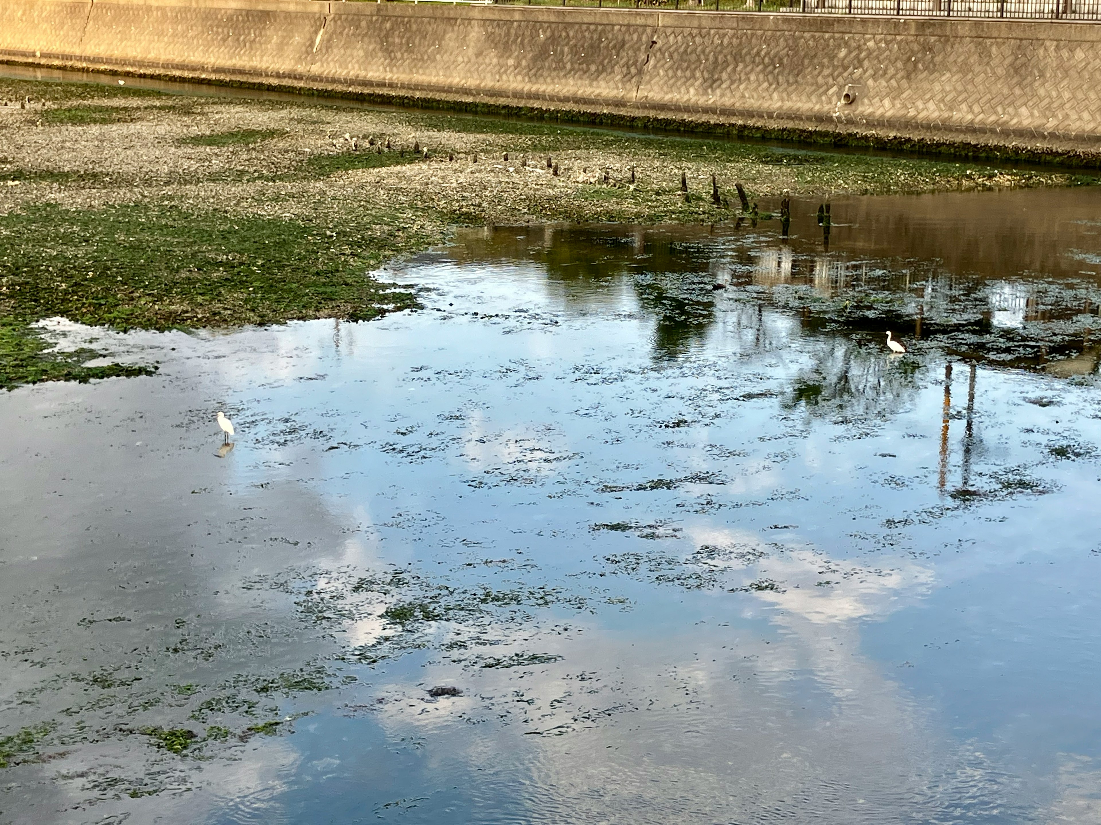 Water surface with floating vegetation and reflected sky