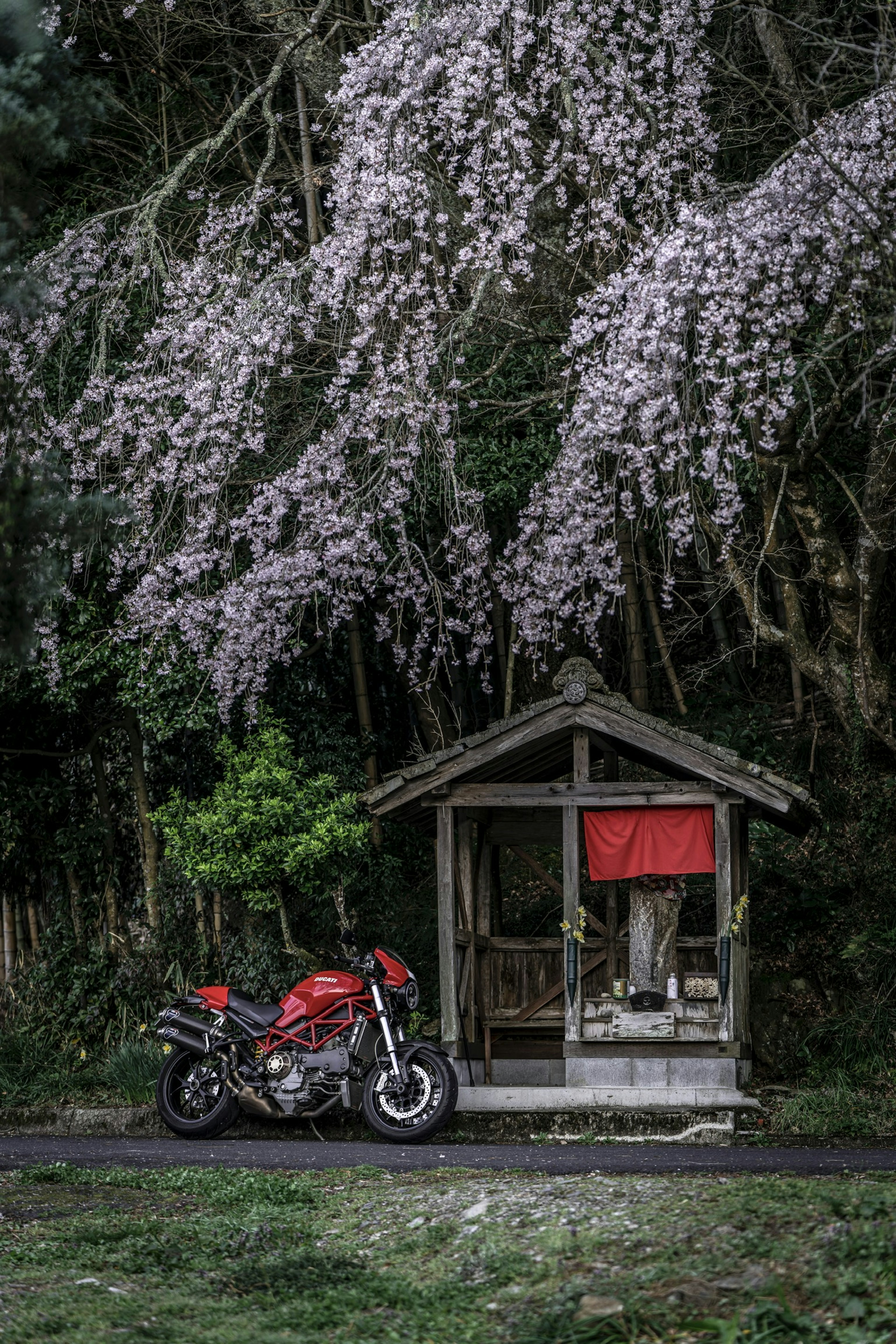 Moto rouge garée à côté d'un abri en bois sous des cerisiers en fleurs