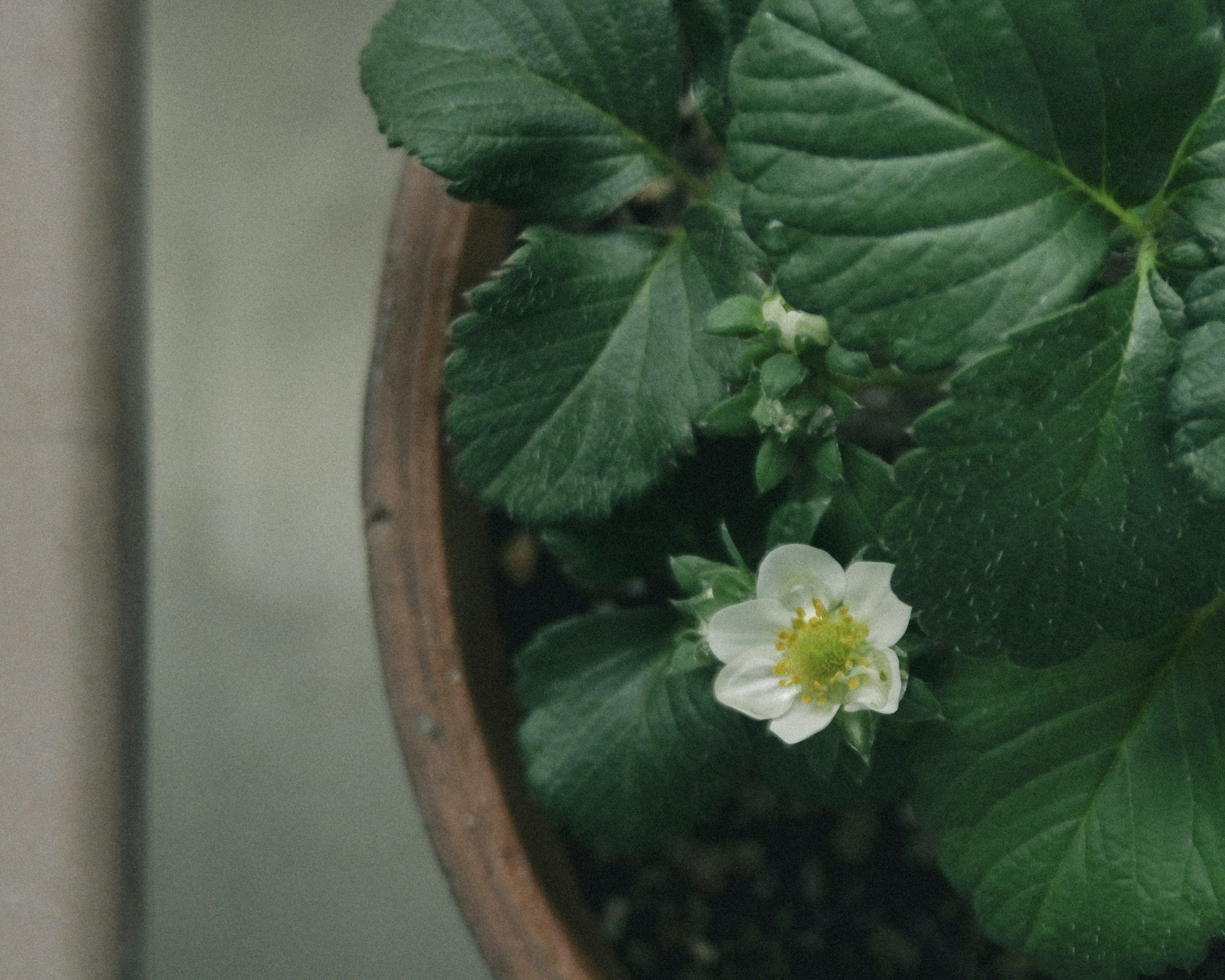 Draufsicht auf eine Erdbeerpflanze mit einer weißen Blüte und grünen Blättern