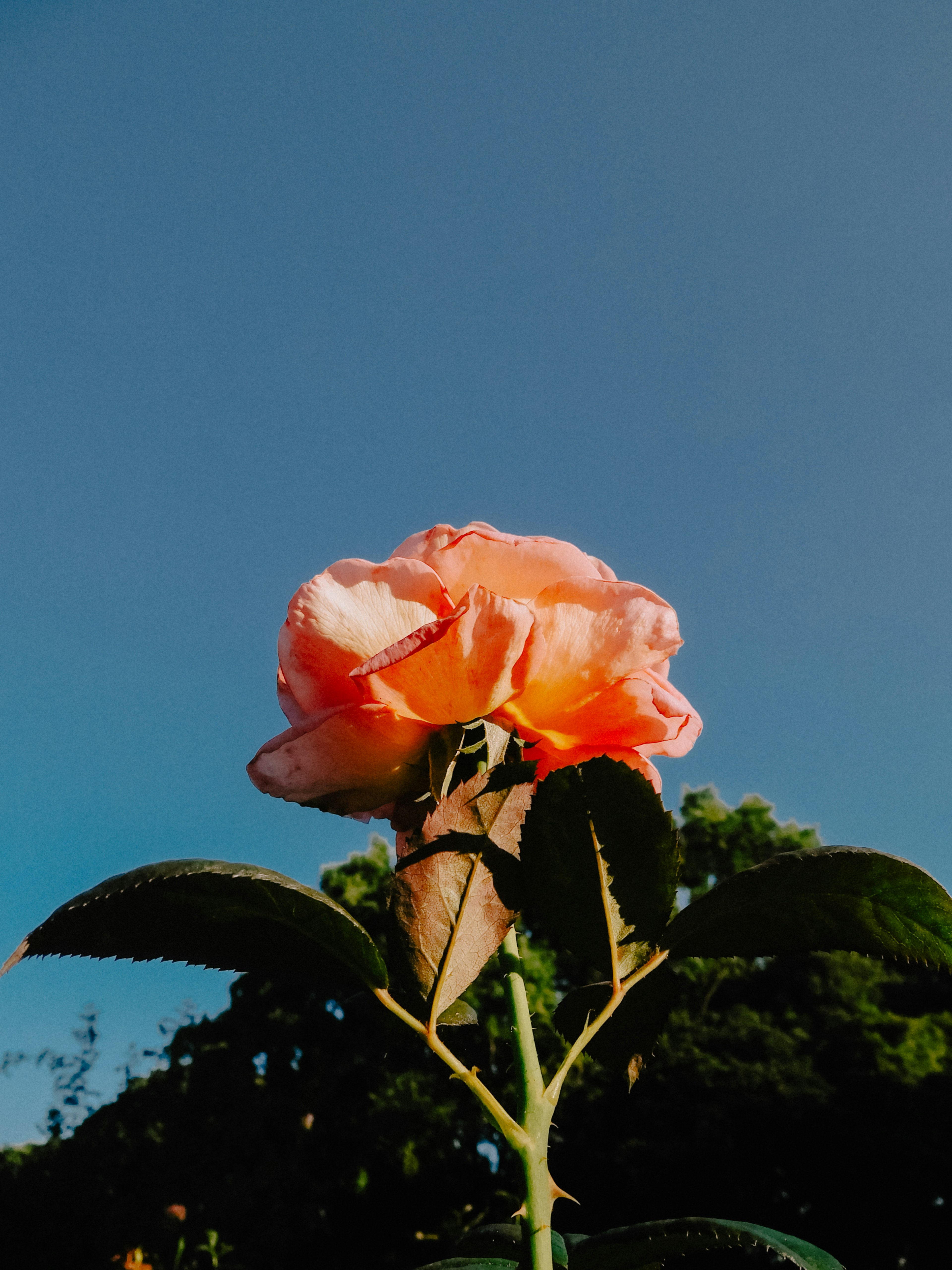 Eine rosa Blume blüht unter einem blauen Himmel