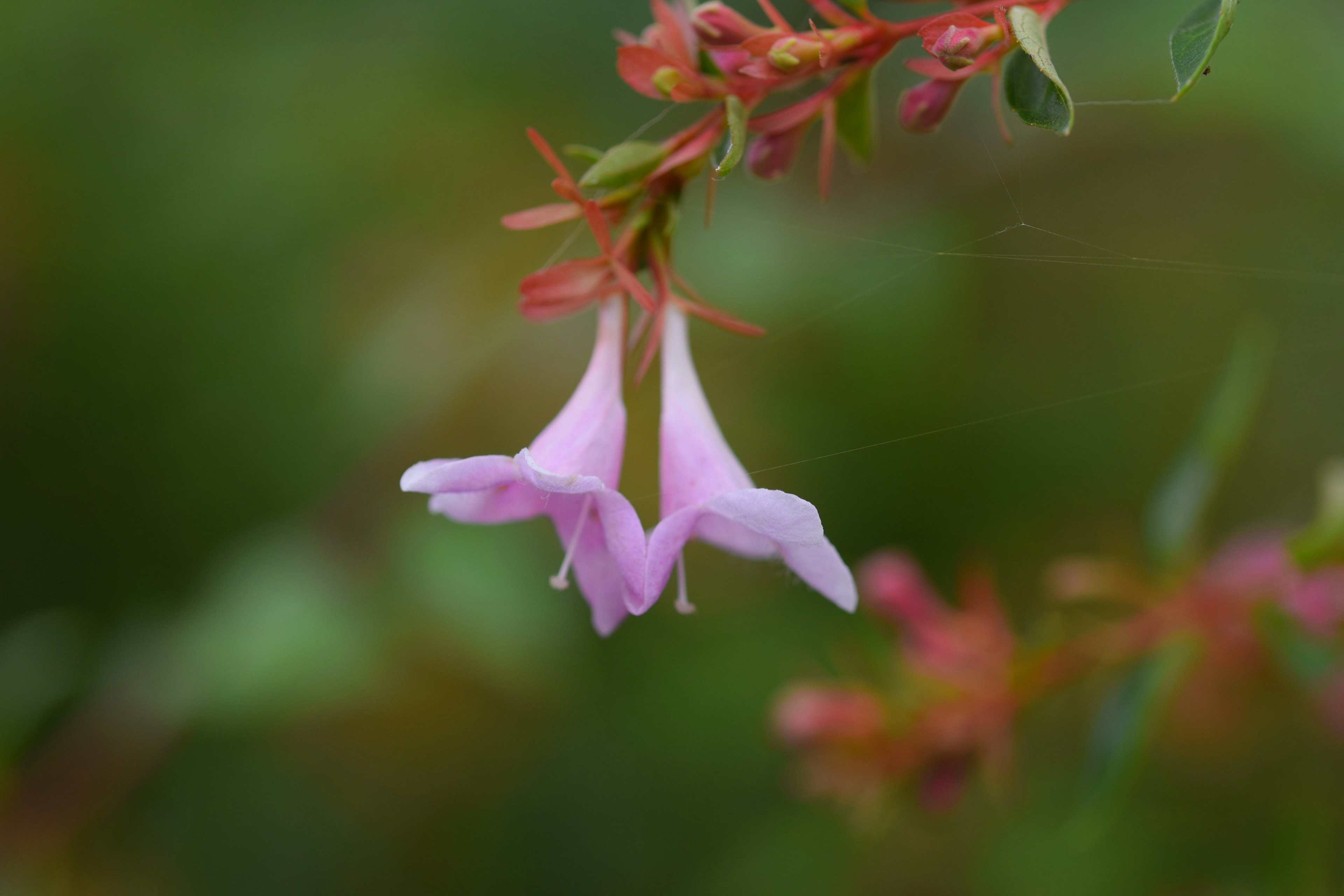 Zarte rosa Blumen hängen vor einem grünen Hintergrund