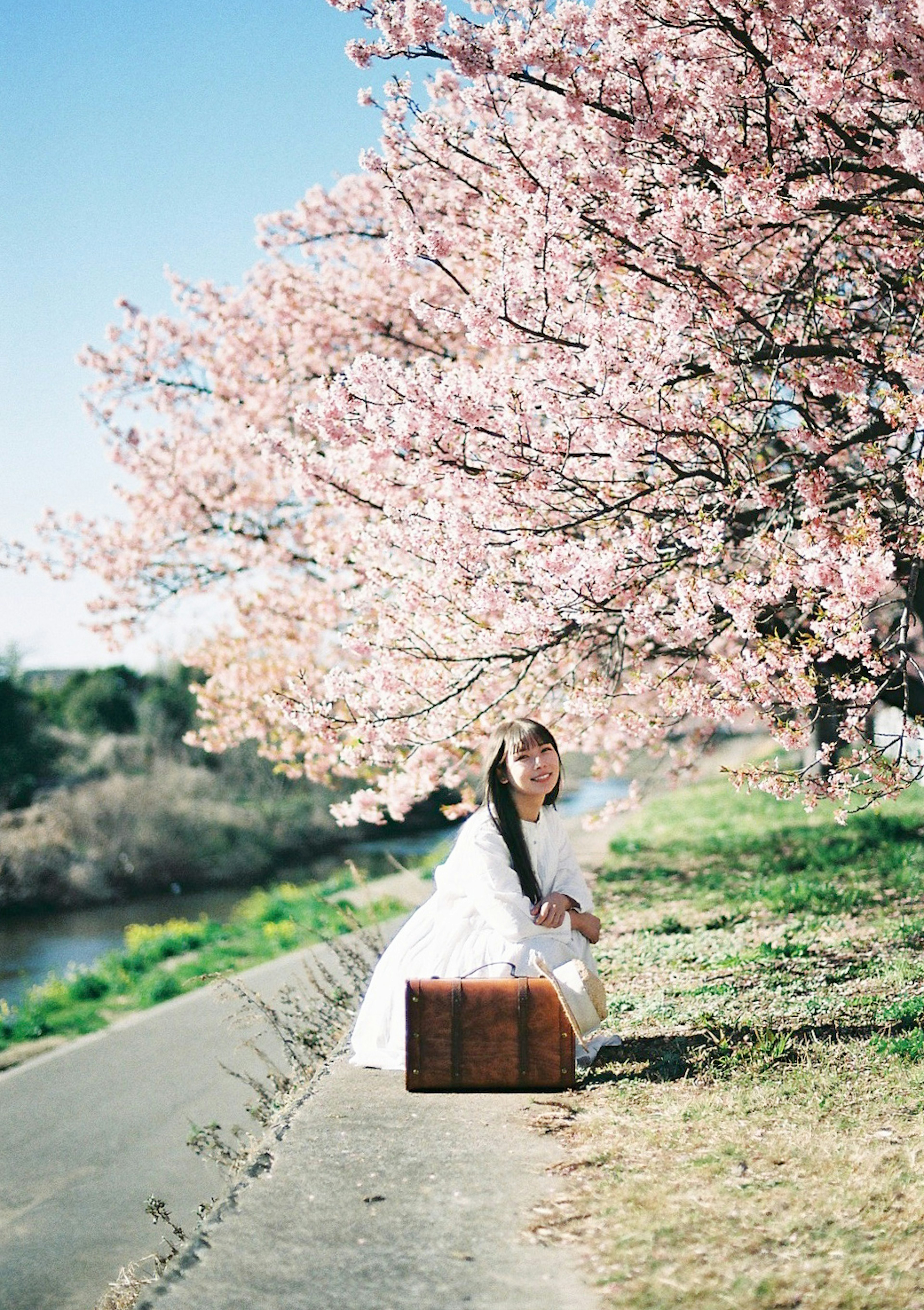 Mujer sentada debajo de un árbol de cerezo en flor con flores rosas