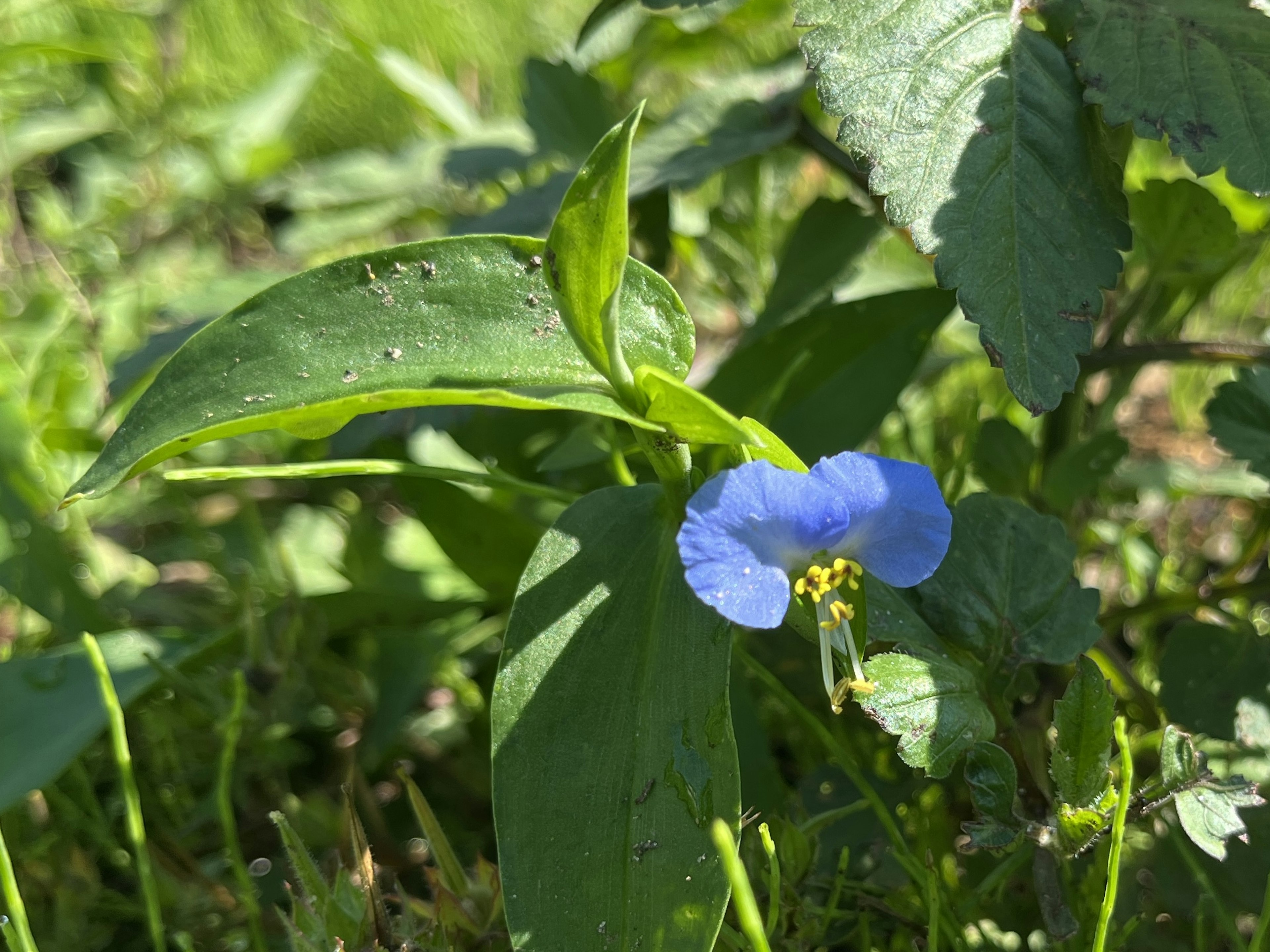 Acercamiento de una flor azul con hojas verdes