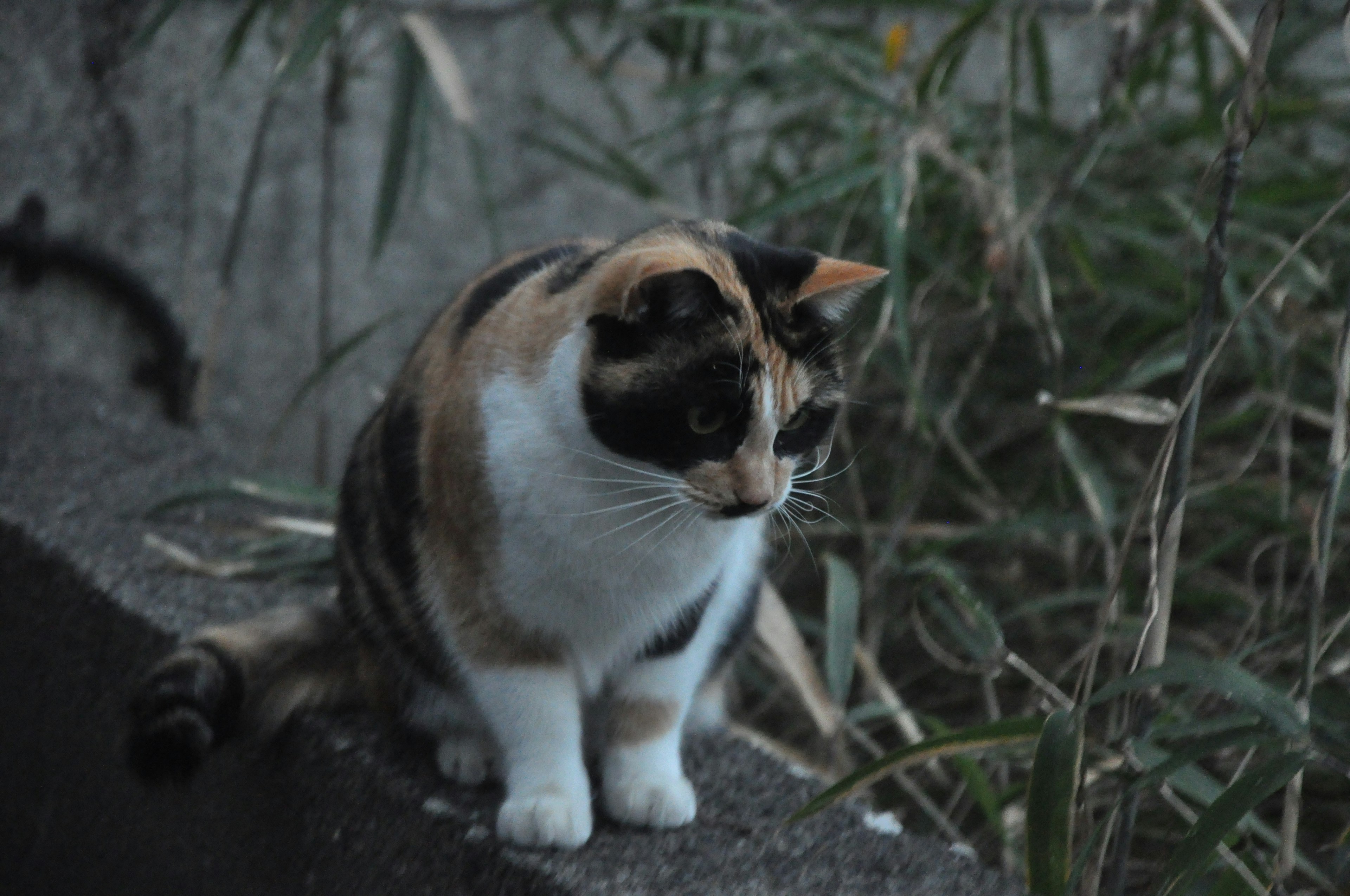 猫坐在墙上，背景有竹子