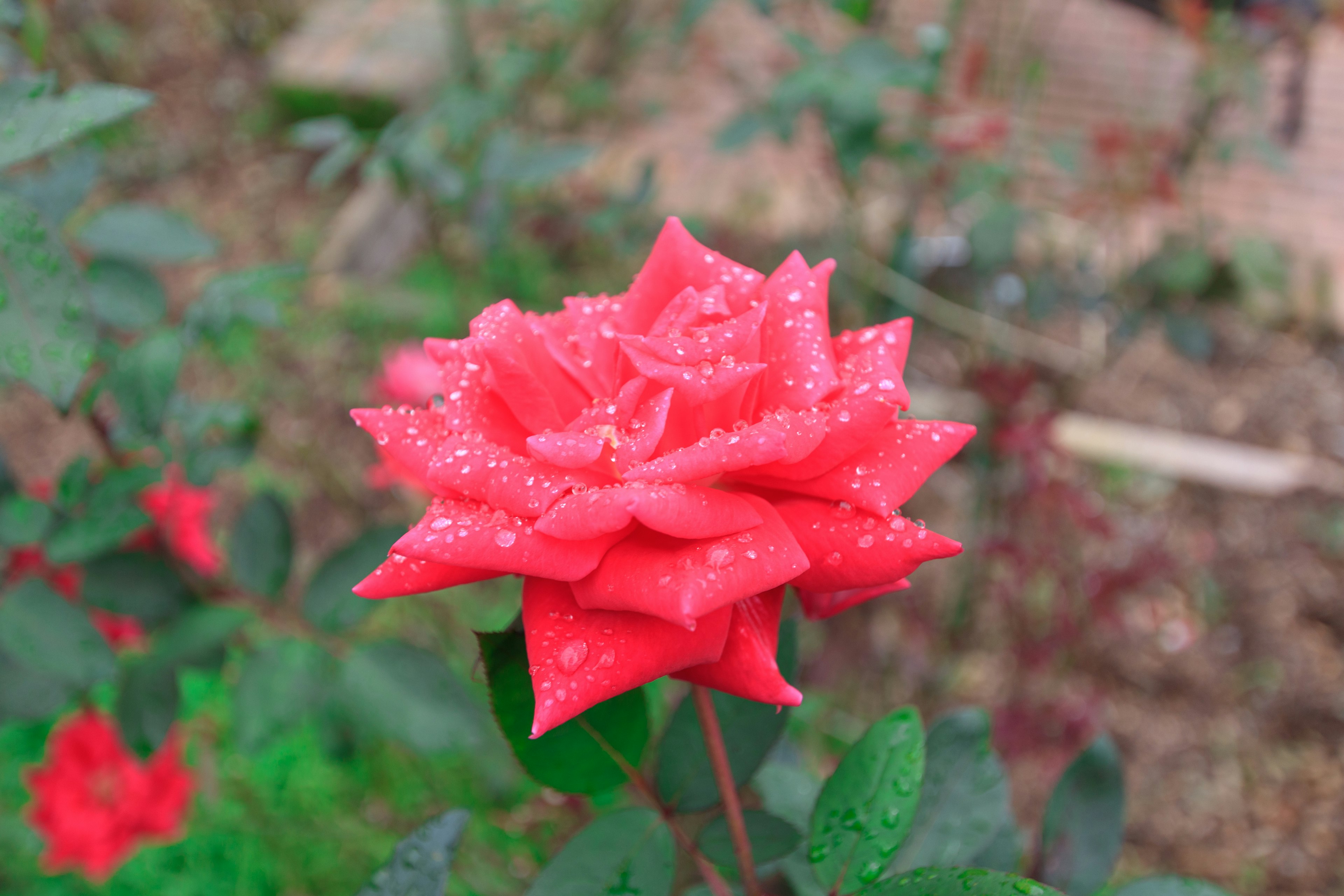 Rosa roja vibrante con gotas en los pétalos