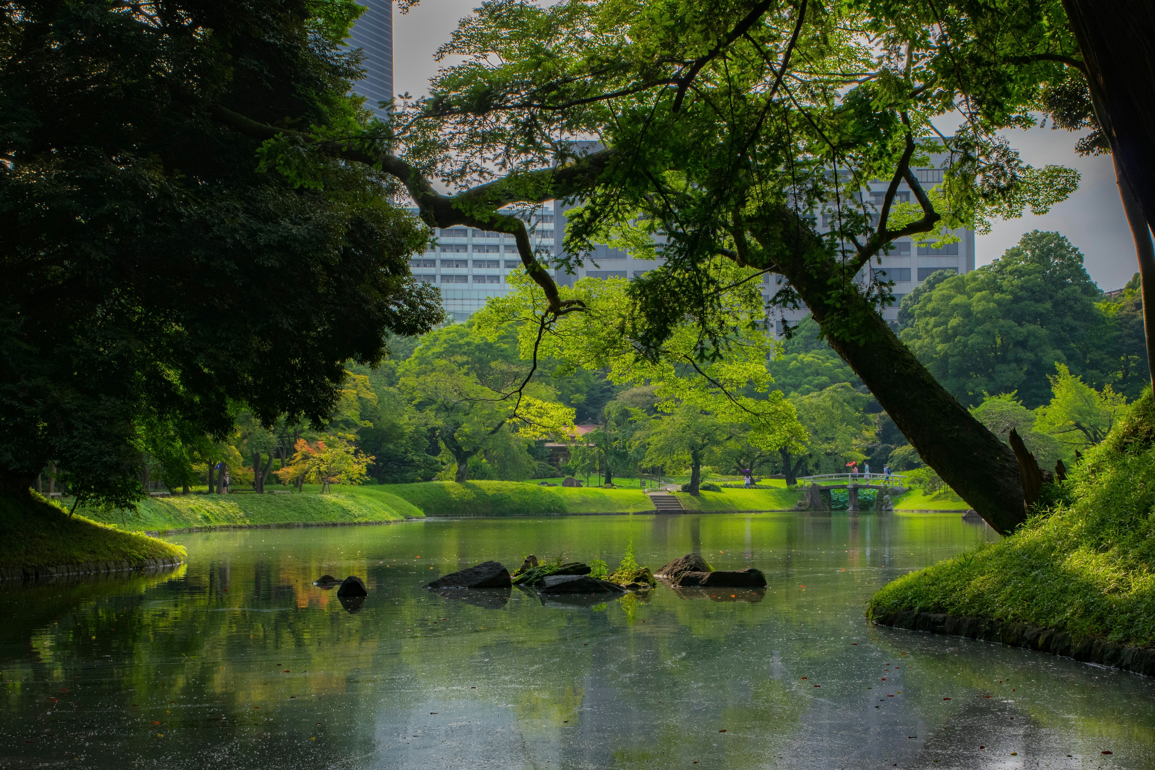 Lush park pond with skyscrapers in the background