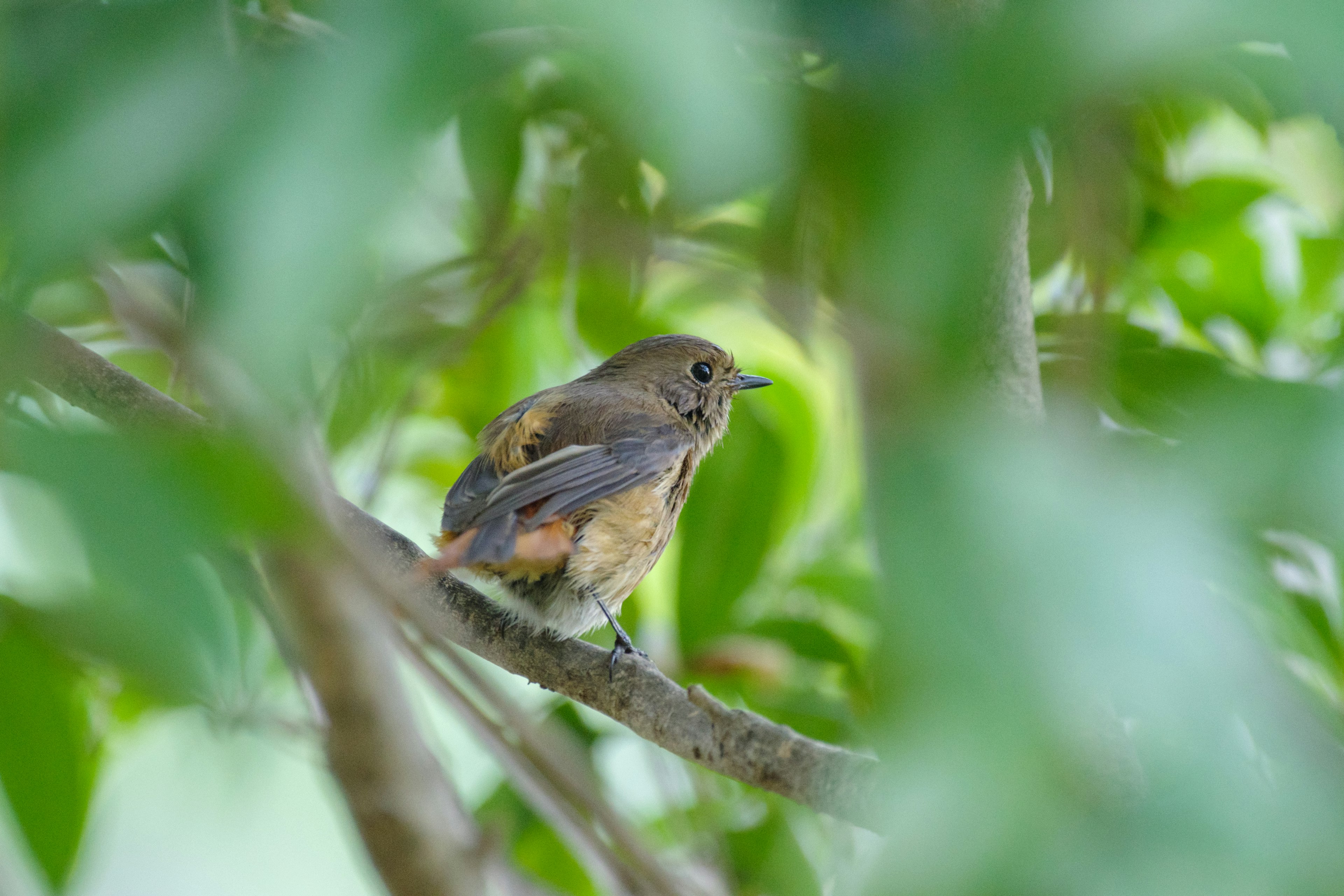 A small bird perched on a branch seen through green leaves