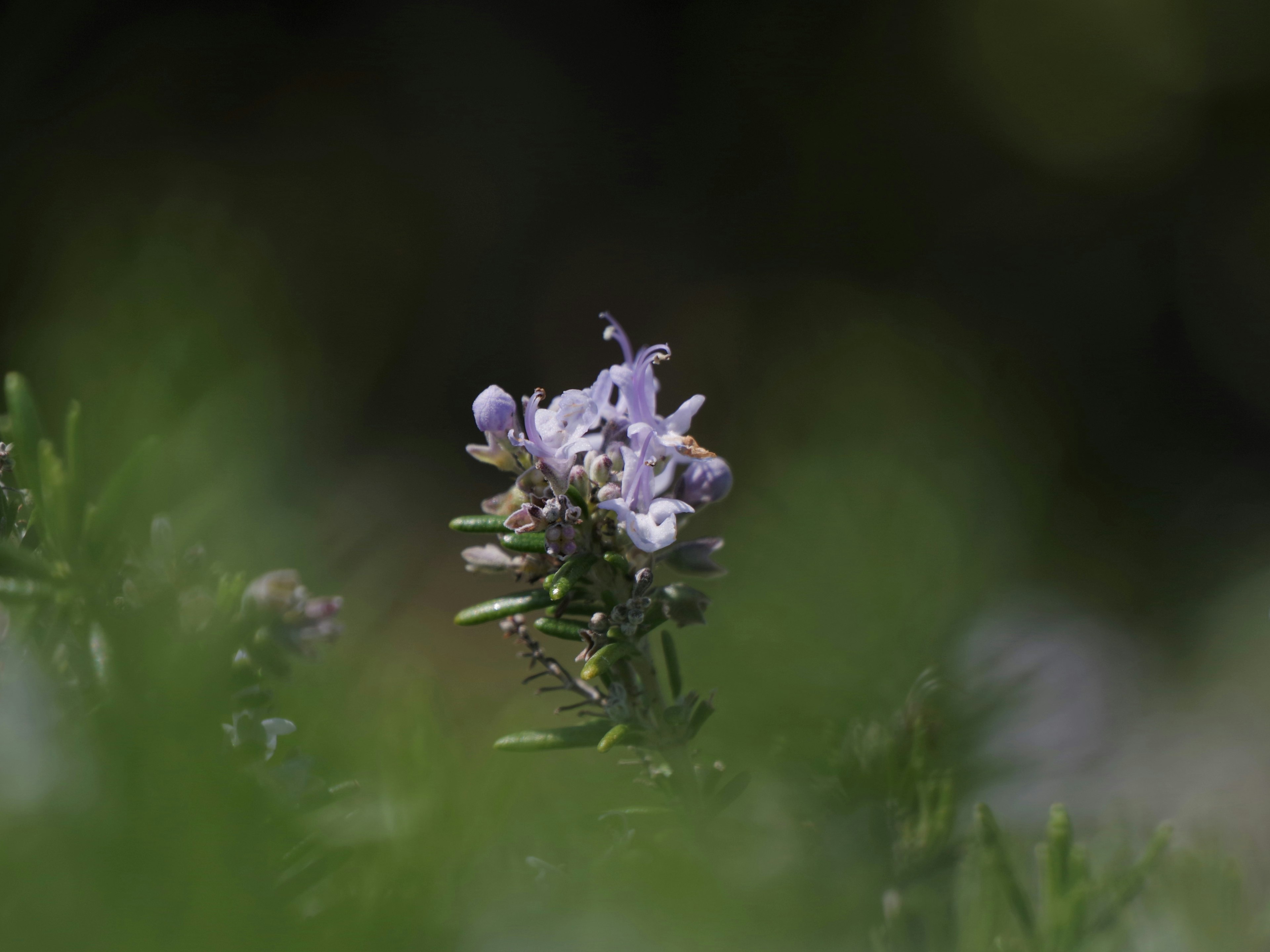 A delicate purple flower surrounded by green foliage