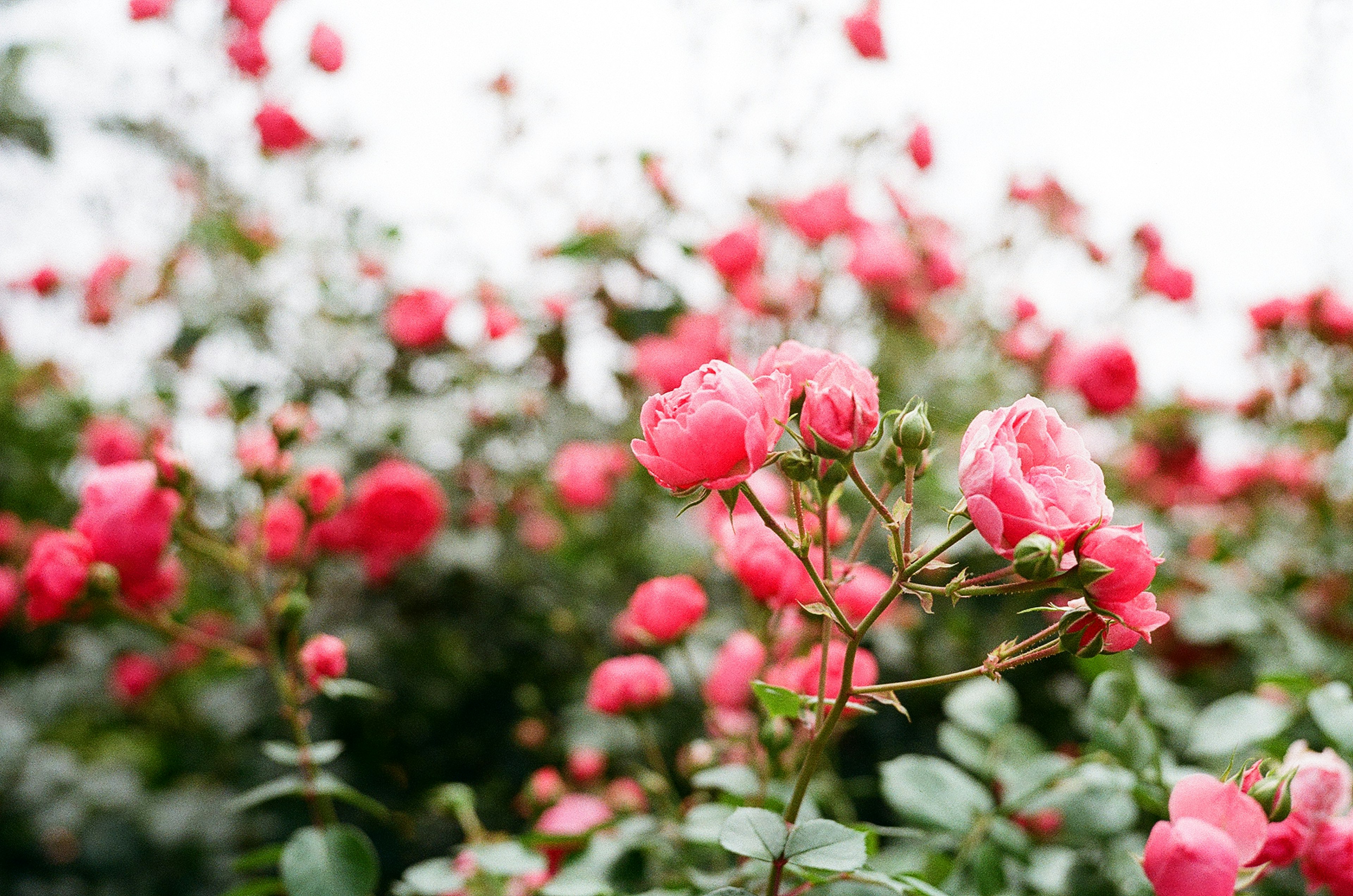 Gros plan sur des roses roses en fleurs dans un jardin luxuriant