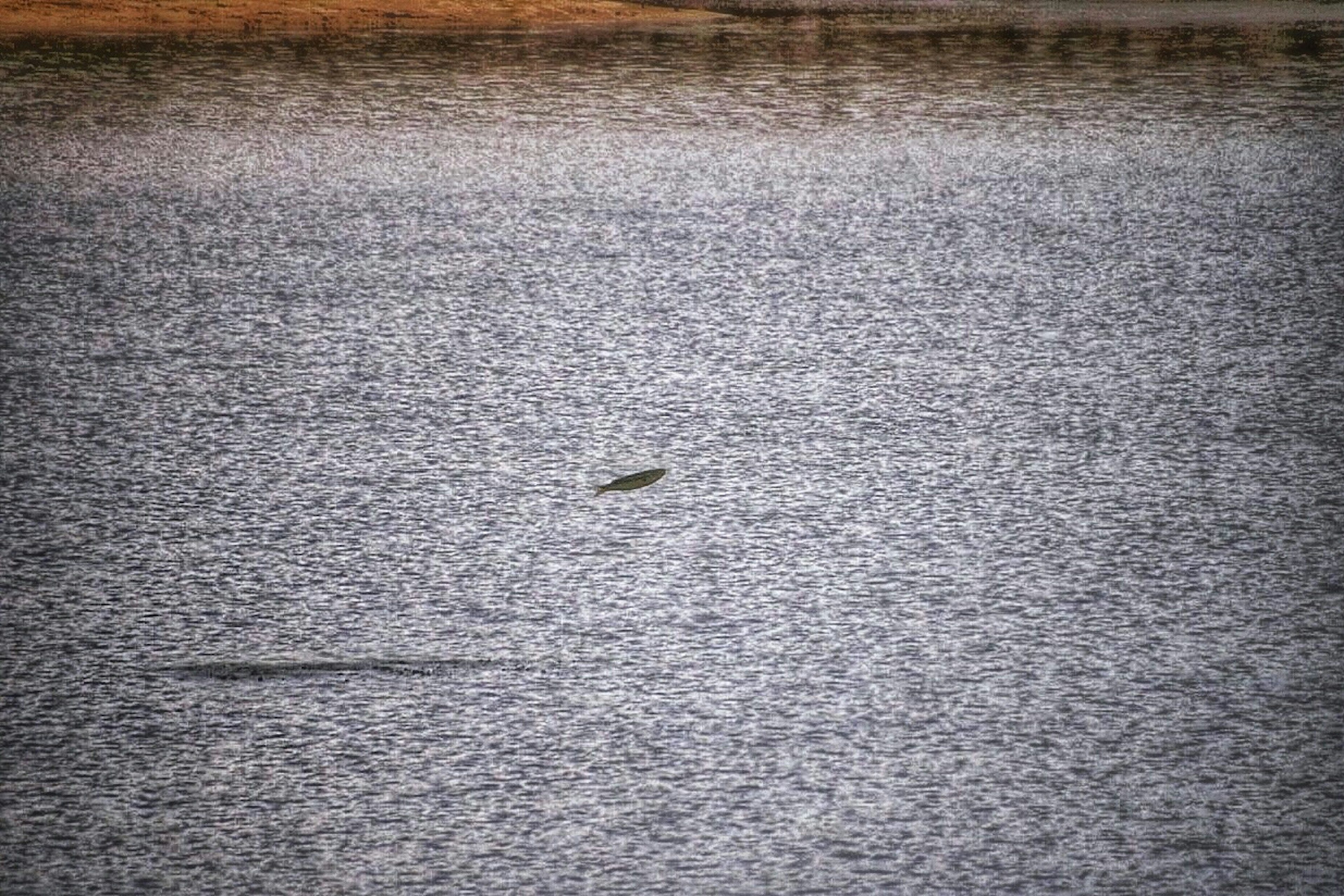 Small object floating on the water surface with surrounding ripples