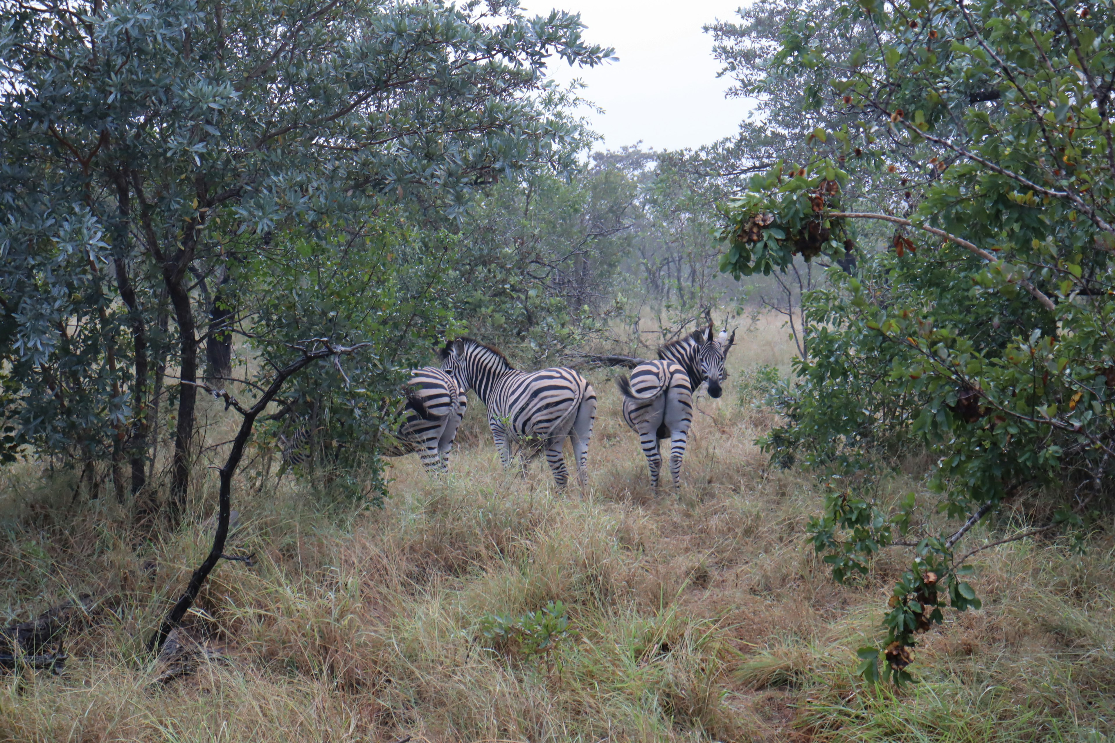 Eine Gruppe von Zebras, die teilweise in einer nebligen Graslandschaft versteckt sind