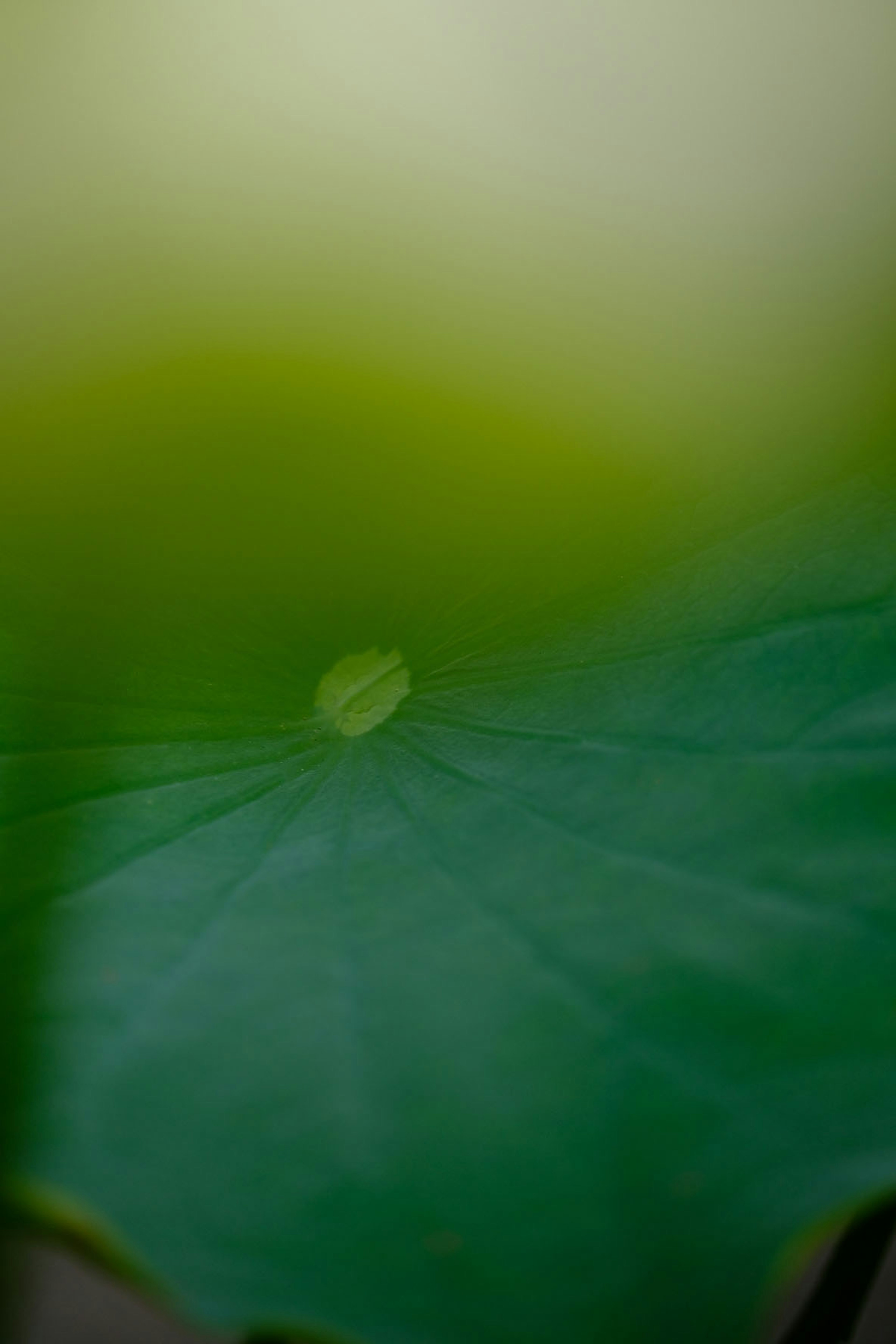 Primo piano di una foglia verde con sfondo sfocato morbido