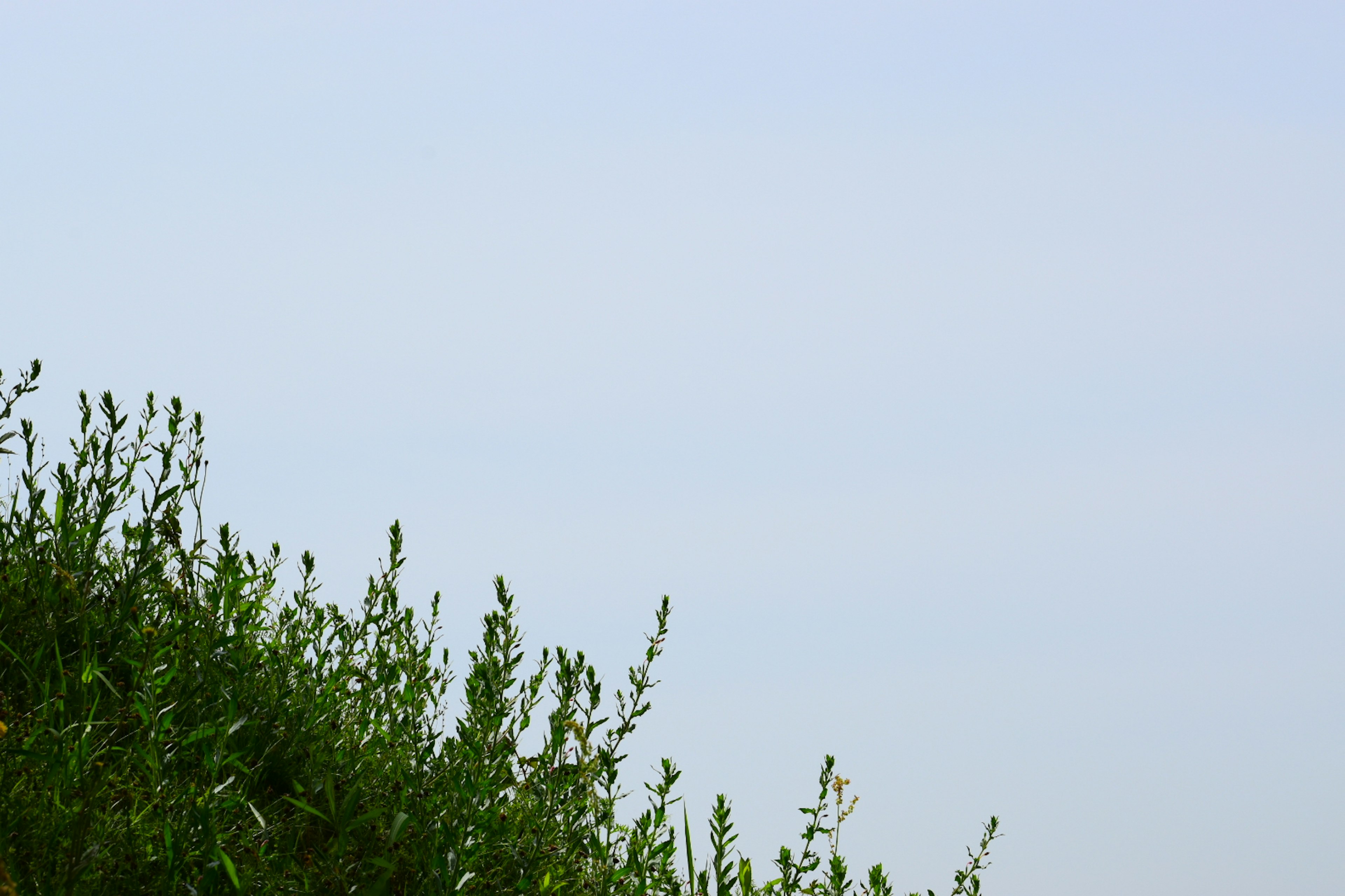 Pemandangan dengan langit biru dan vegetasi hijau