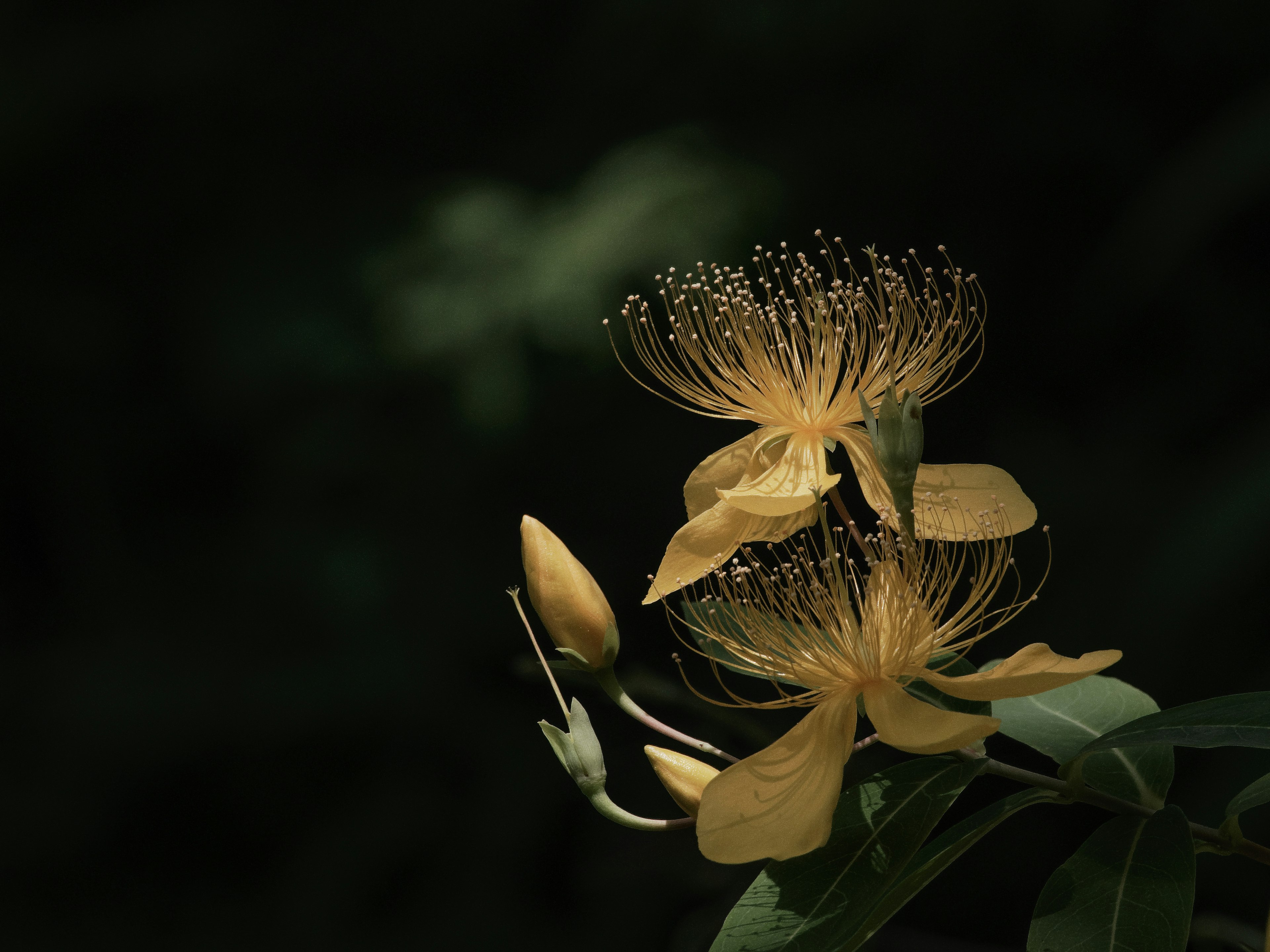 黑暗背景上的黄色花朵和花蕾的特写