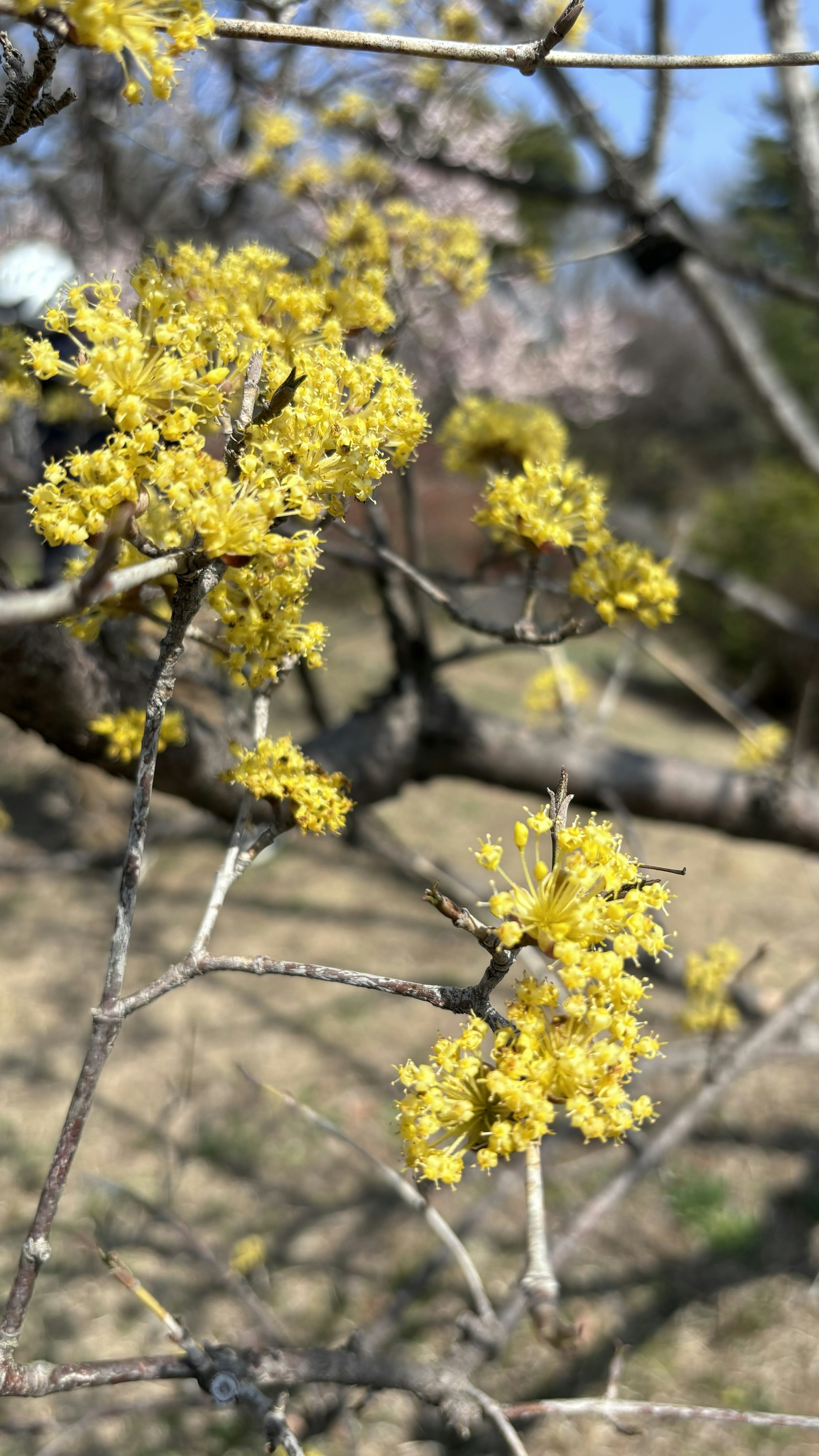 Gros plan sur des branches d'arbre avec des fleurs jaunes en fleurs